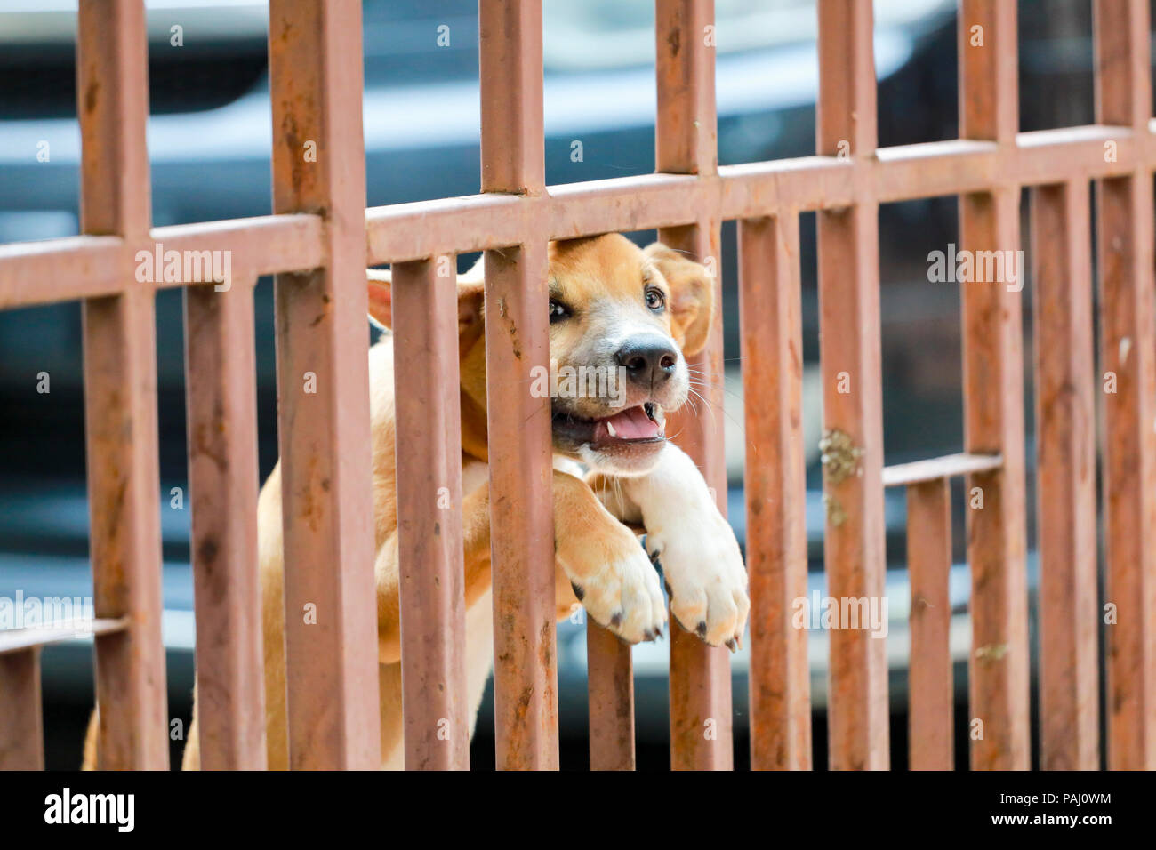 Dog stuck at the door Stock Photo Alamy