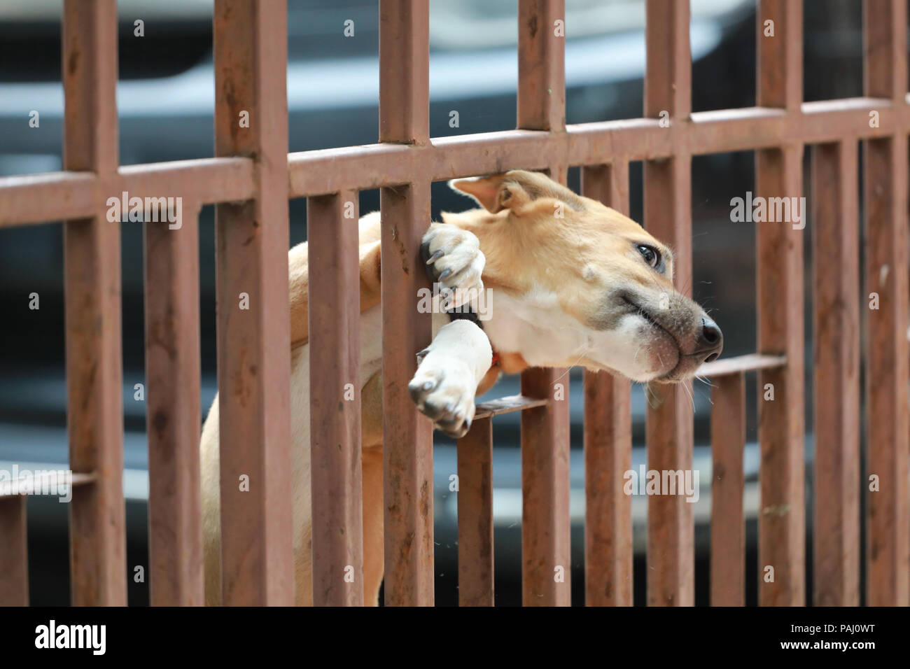 dog stuck at the door Stock Photo Alamy