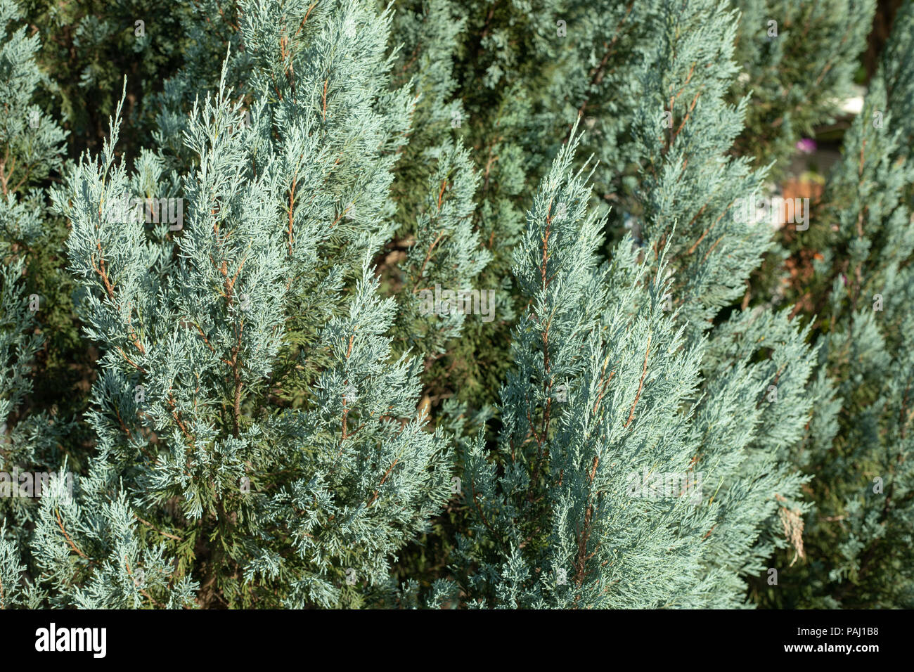 Pine leaf for natural background Stock Photo