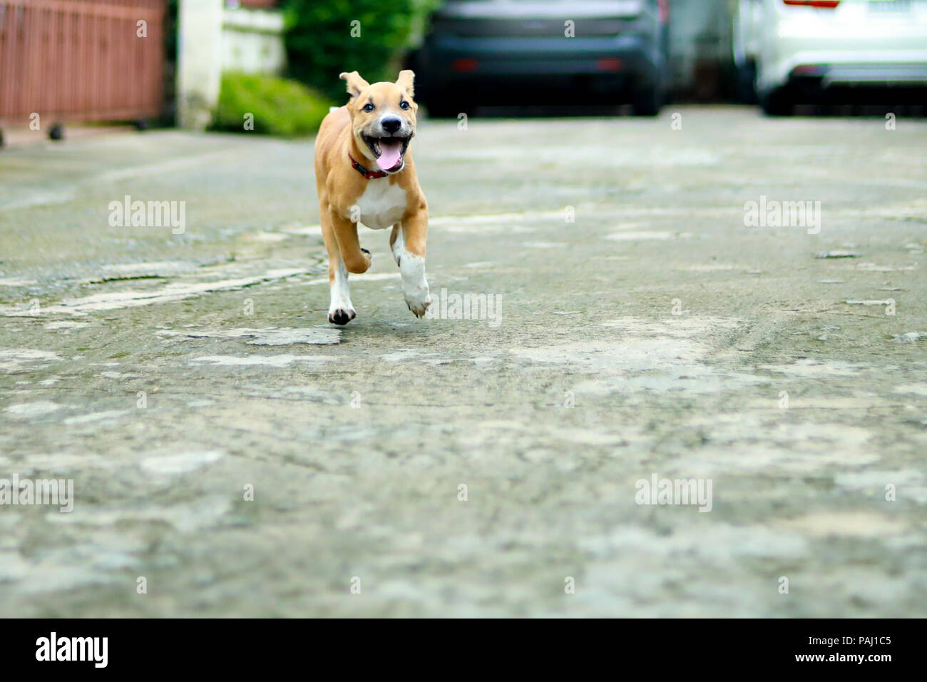 dog running on the road. happy cute funny dog running on the road Stock Photo Alamy