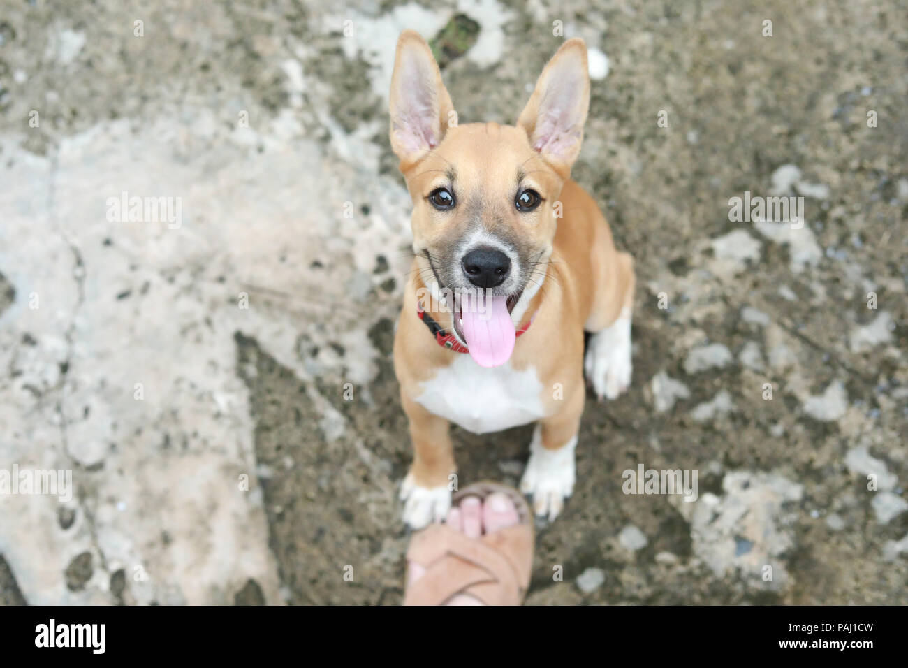 Close up of dog face looking at camera Stock Photo