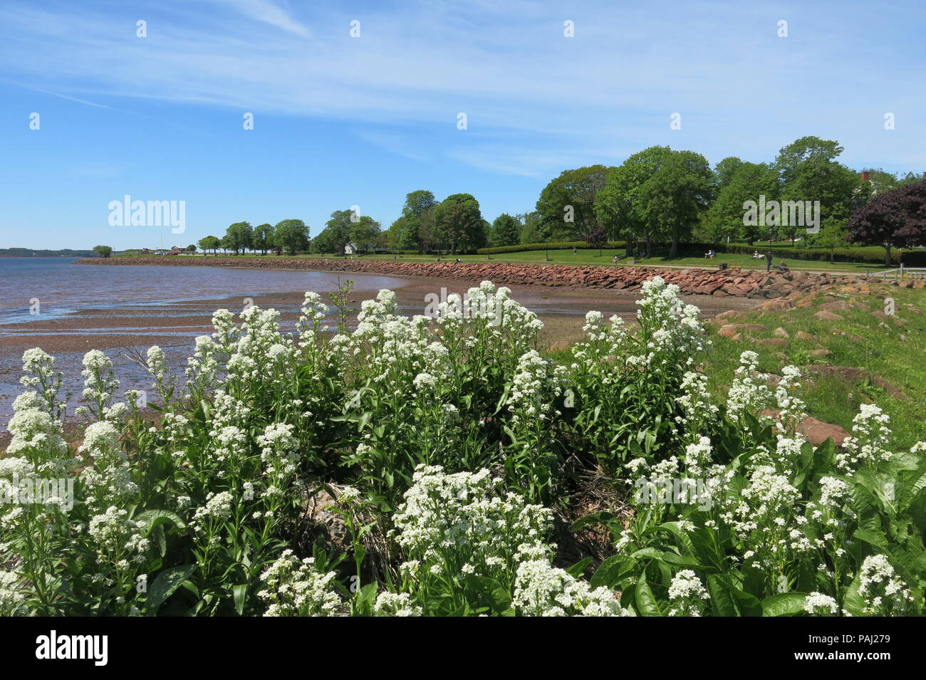View from the garden of Beaconsfield Historic House towards the