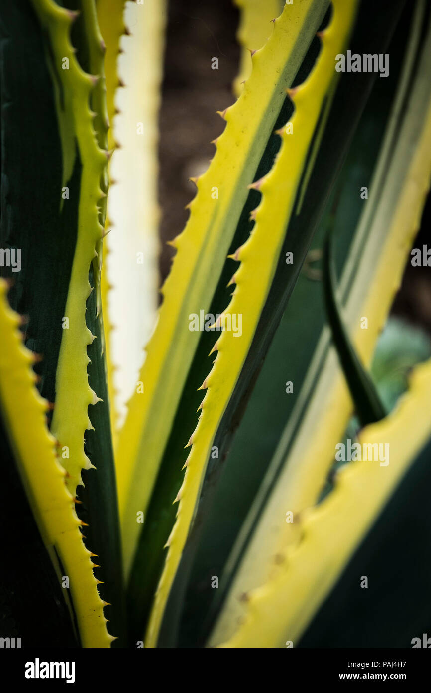 A closeup view of the edge of the spikey leaves of an Agave americana Marginata plant. Stock Photo