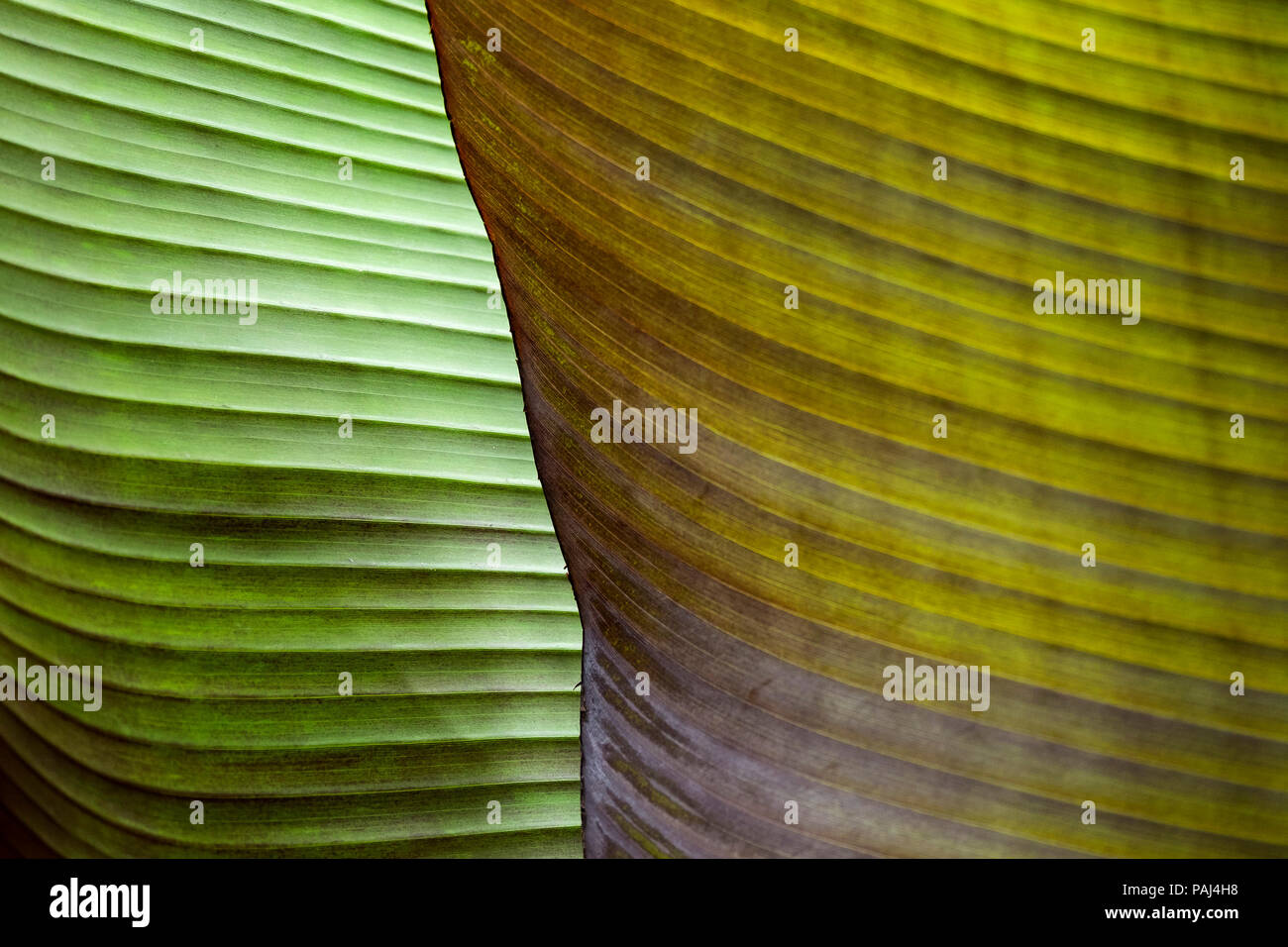The leaves of a Musa Red Abyssinian banana Ensete ventricosum Maurelli. Stock Photo