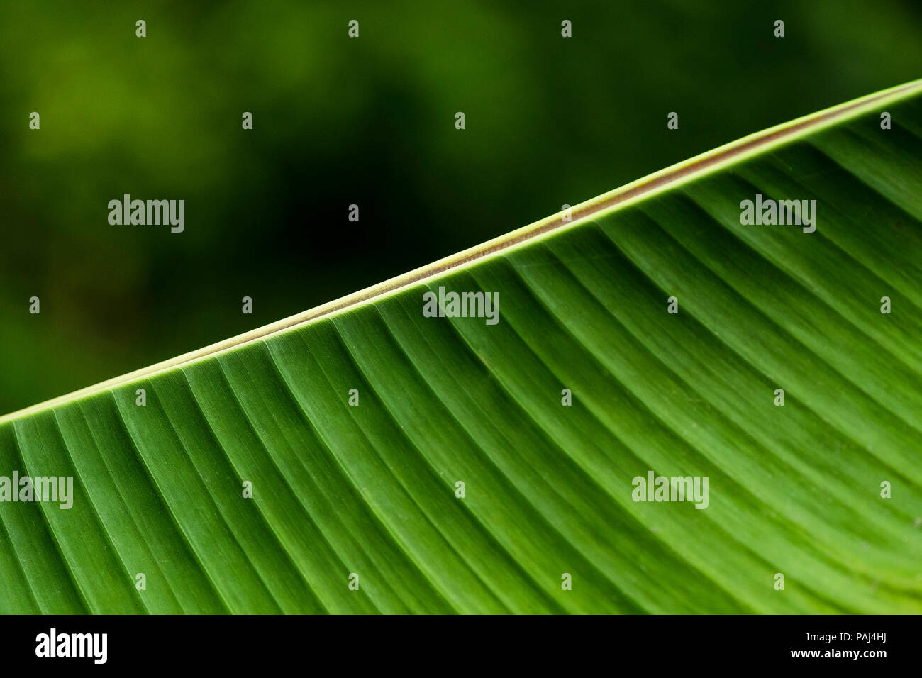 A closeup view of a leaf of a Musa Red Abyssinian banana Ensete ventricosum Maurelli. Stock Photo