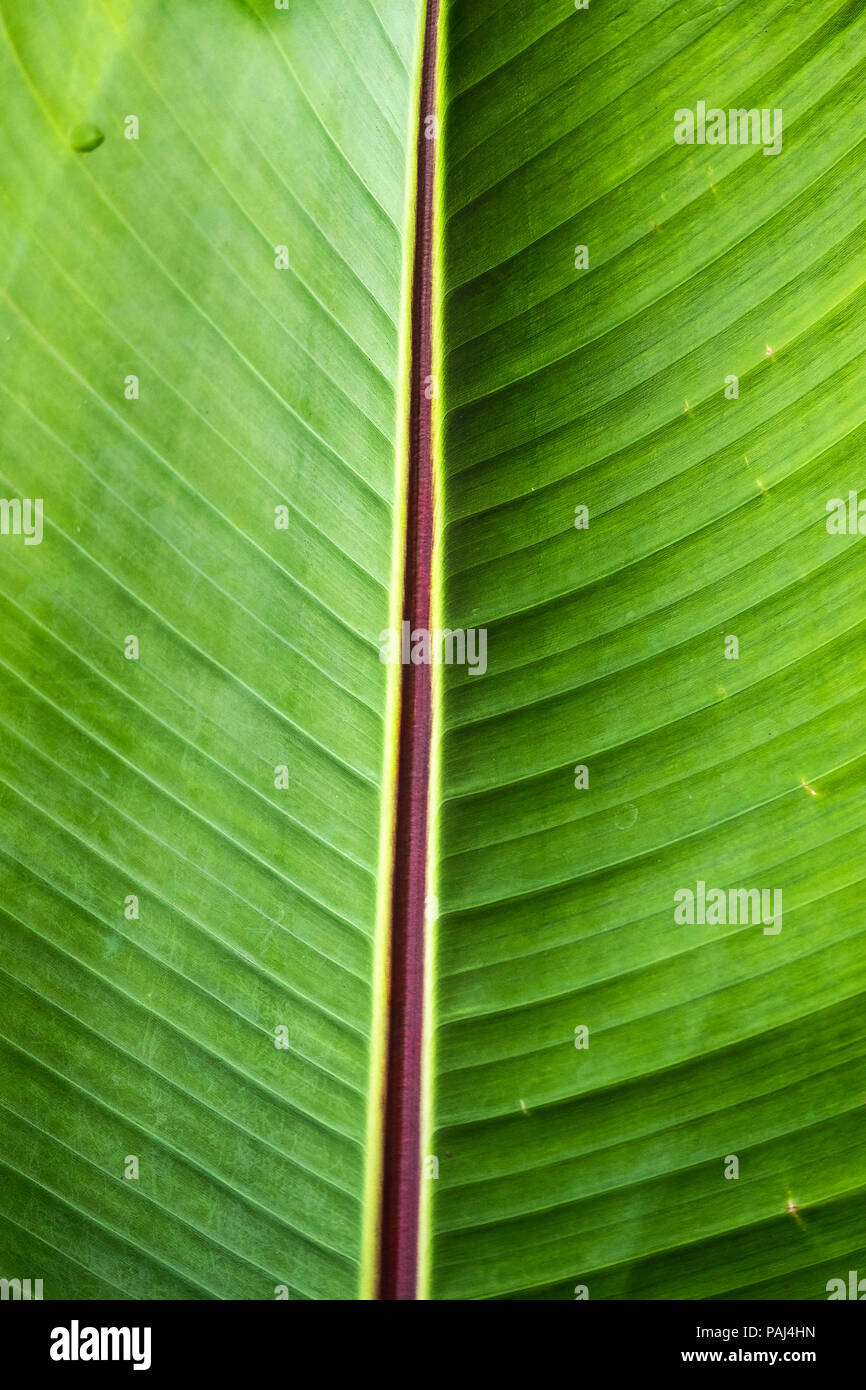 A closeup detail of a leaf of a Musa Red Abyssinian banana Ensete ventricosum Maurelli. Stock Photo