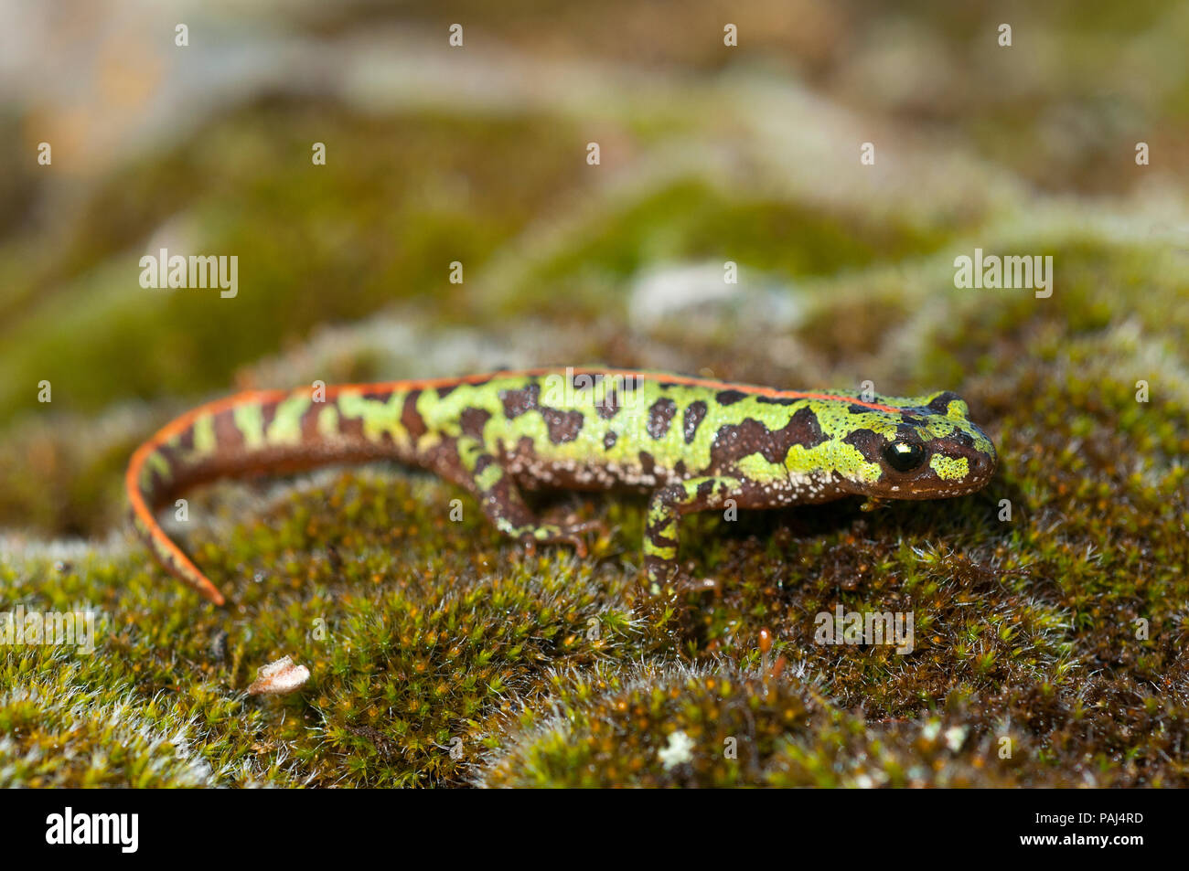 European newt species hi-res stock photography and images - Alamy