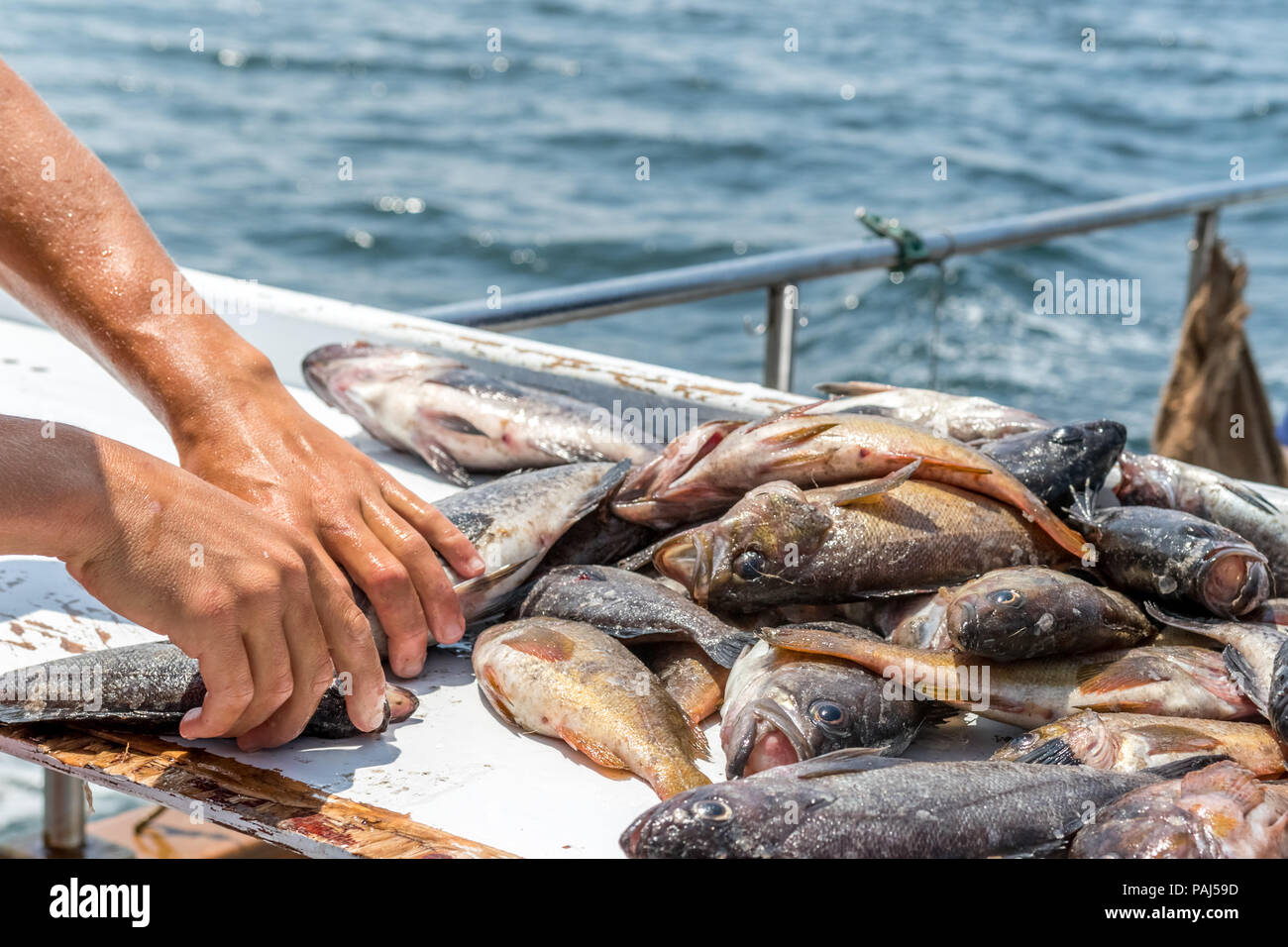 Fisherman Filleting Fish on Boat Stock Photo