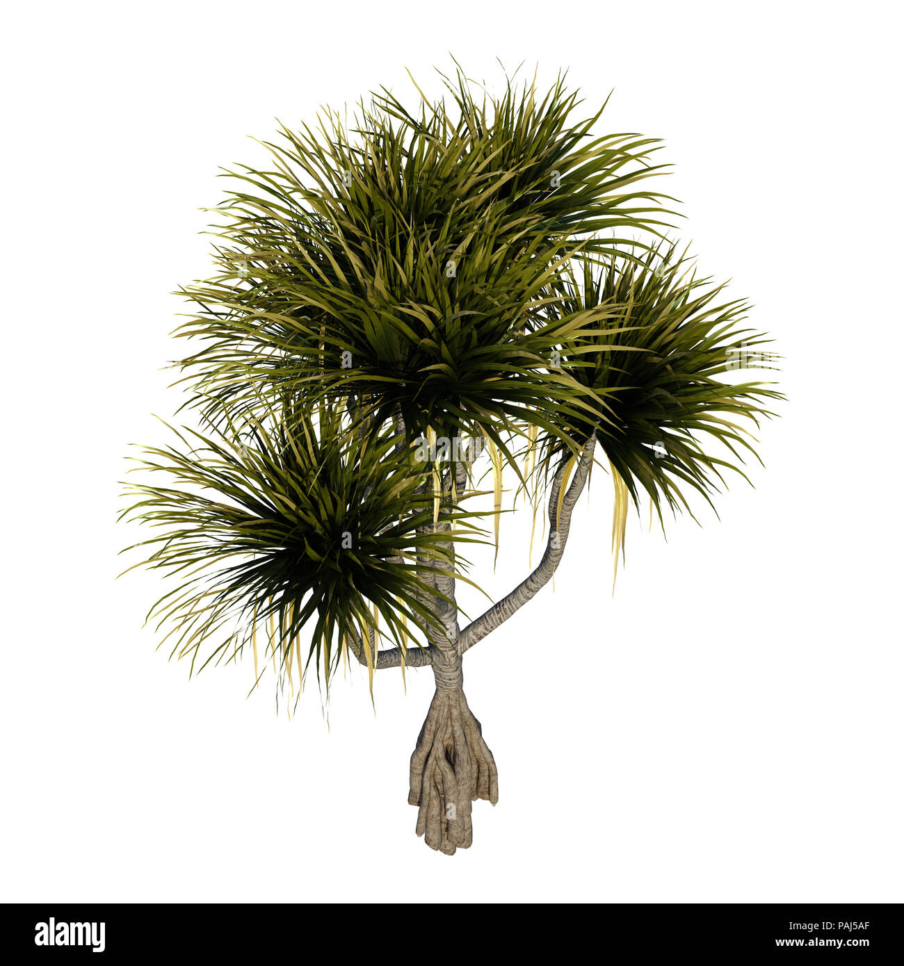 3D rendering of a pandanus tree isolated on white background Stock Photo