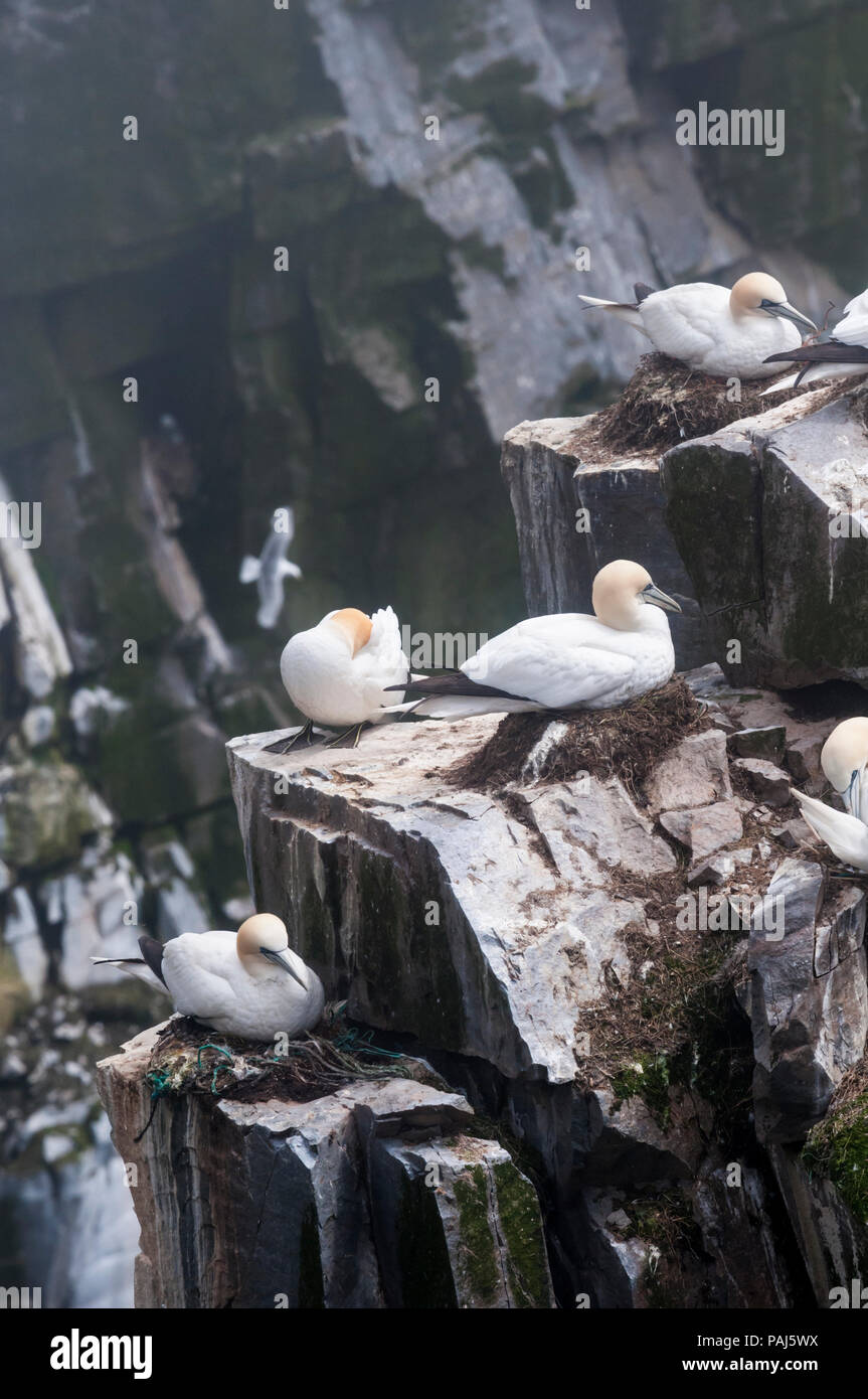 Northern gannets, Morus bassanus, nesting at the Cape St. Mary's Ecological Reserve breeding colony. Stock Photo