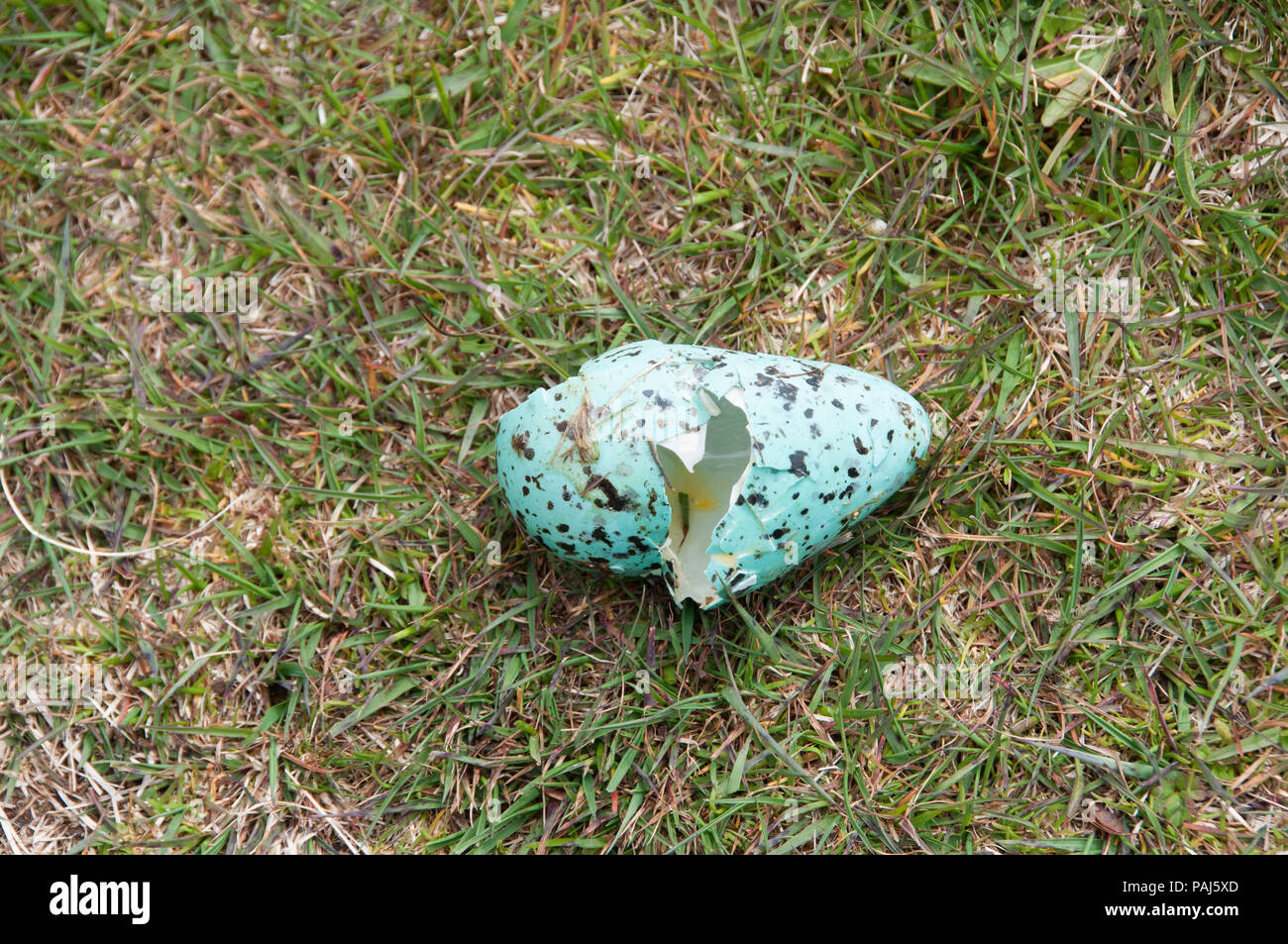Predated egg of murre or guillemot, Uria aalge Stock Photo