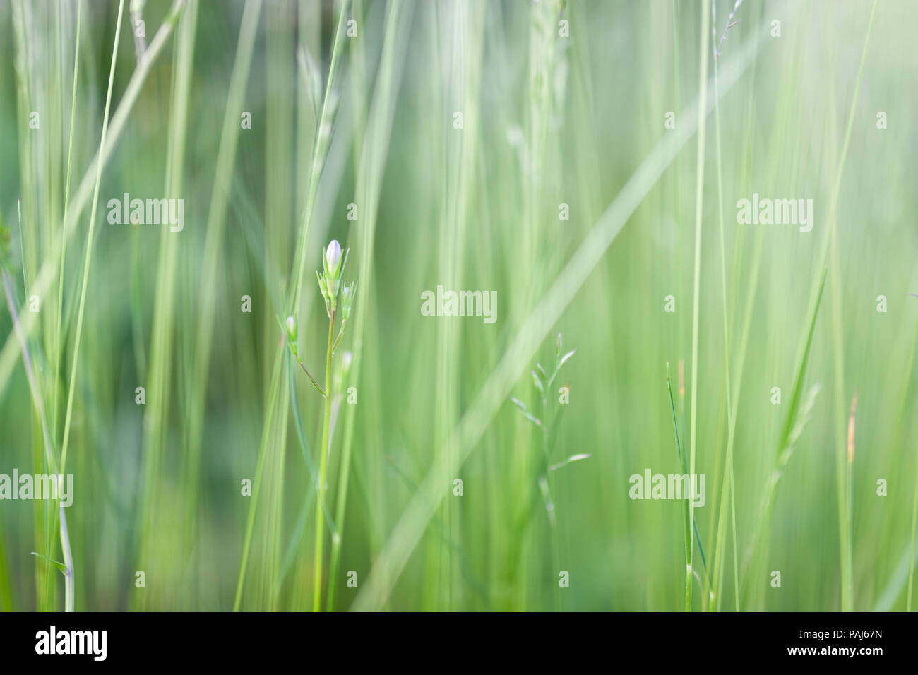 Grass in backyard Stock Photo Alamy