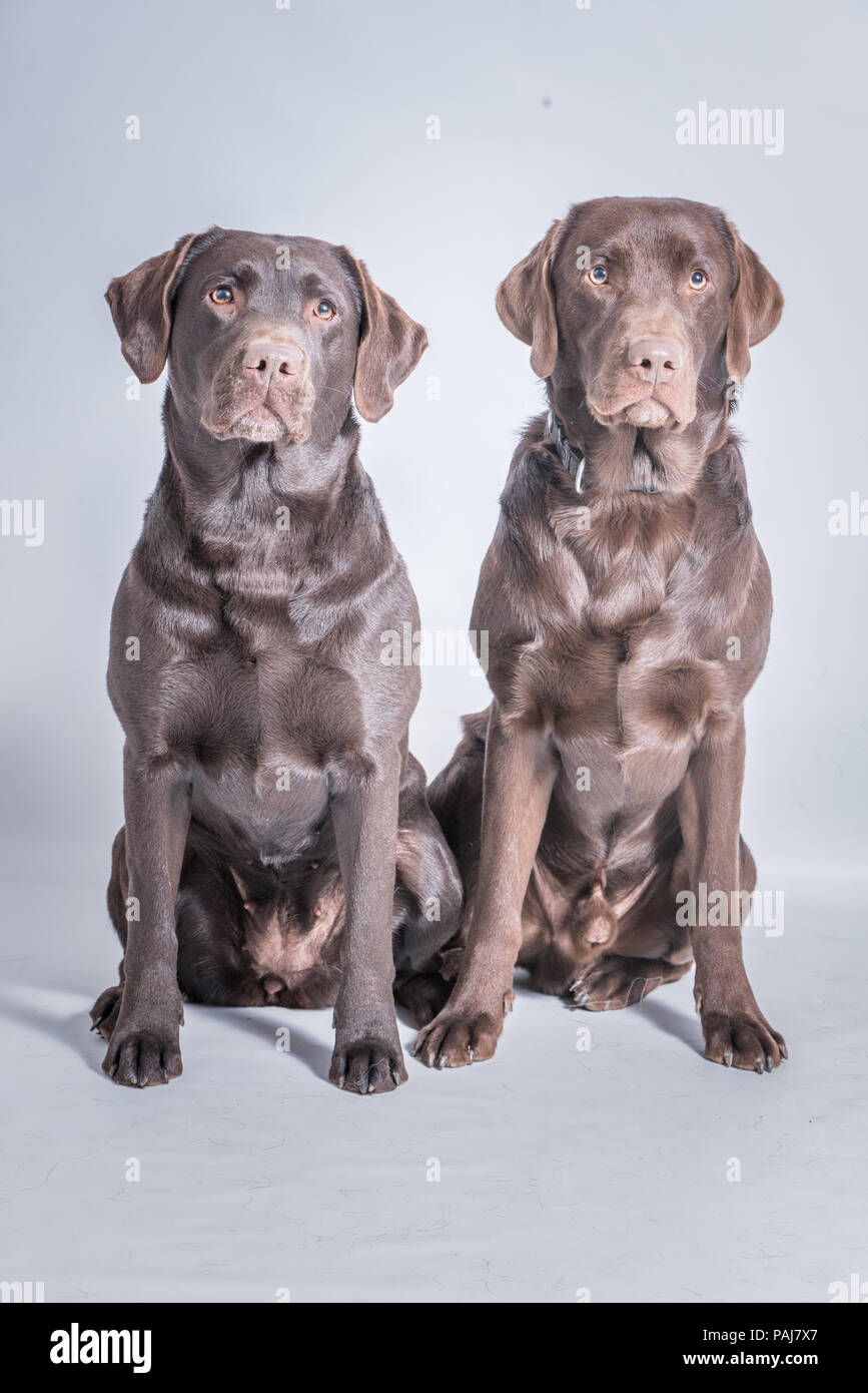 Labrador Paar / Pair of brown Labrador taken in studio sitting right next to the other. Stock Photo
