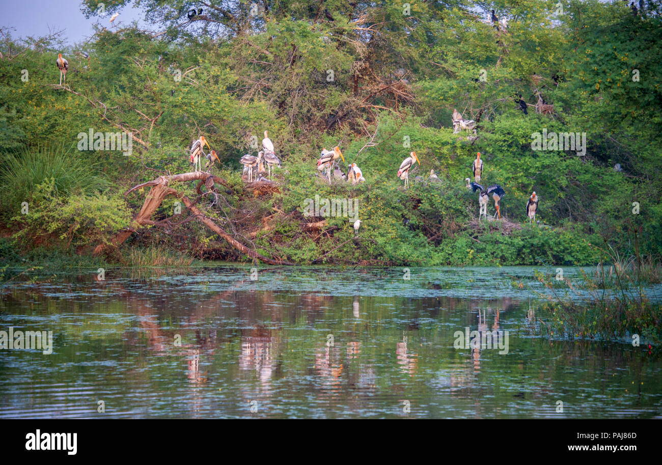 Painted Storks reflected in a lake in Keoladeo National Park, India Stock Photo