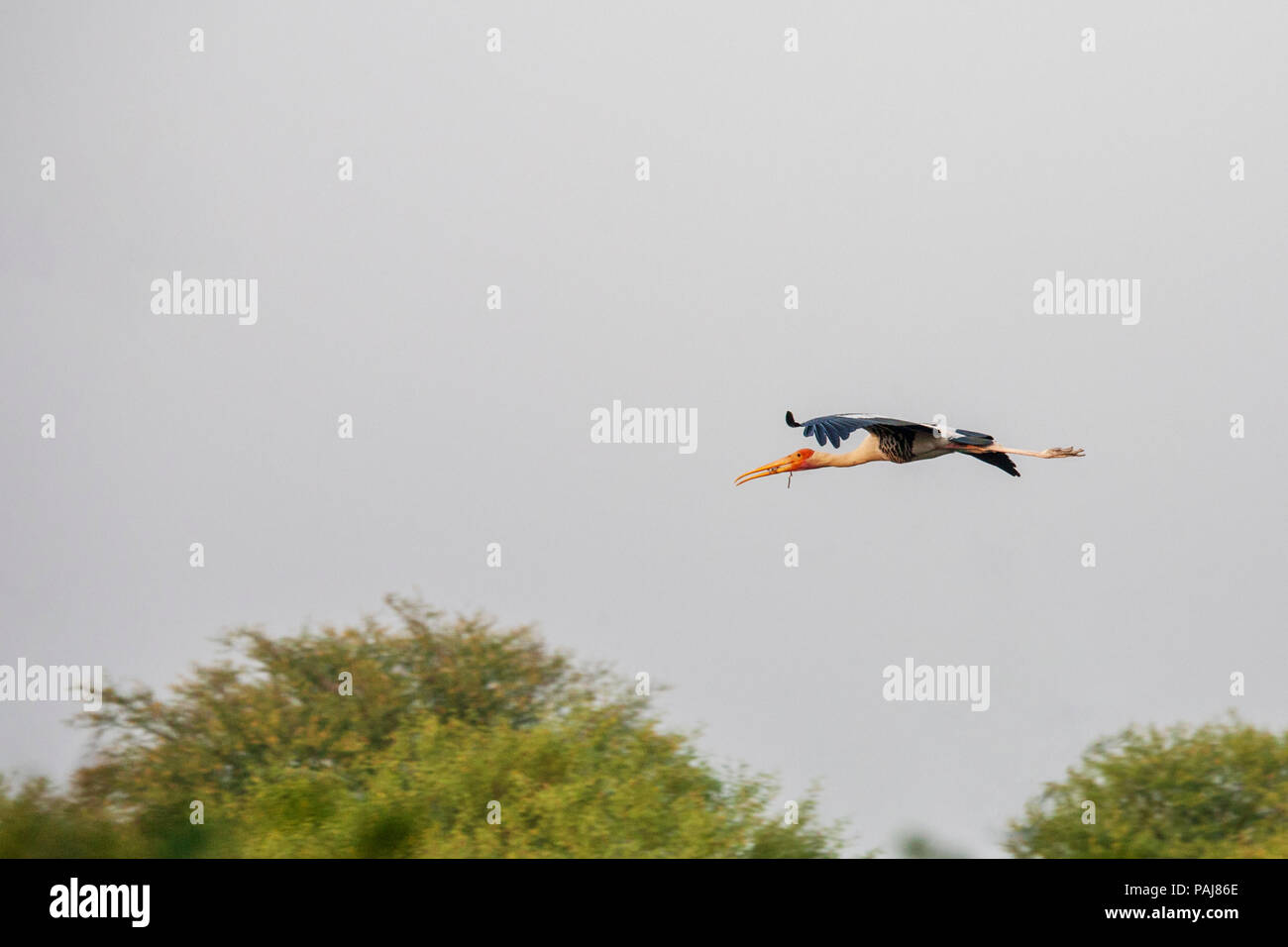 Painted Stork, Keoladeo National Park, India Stock Photo