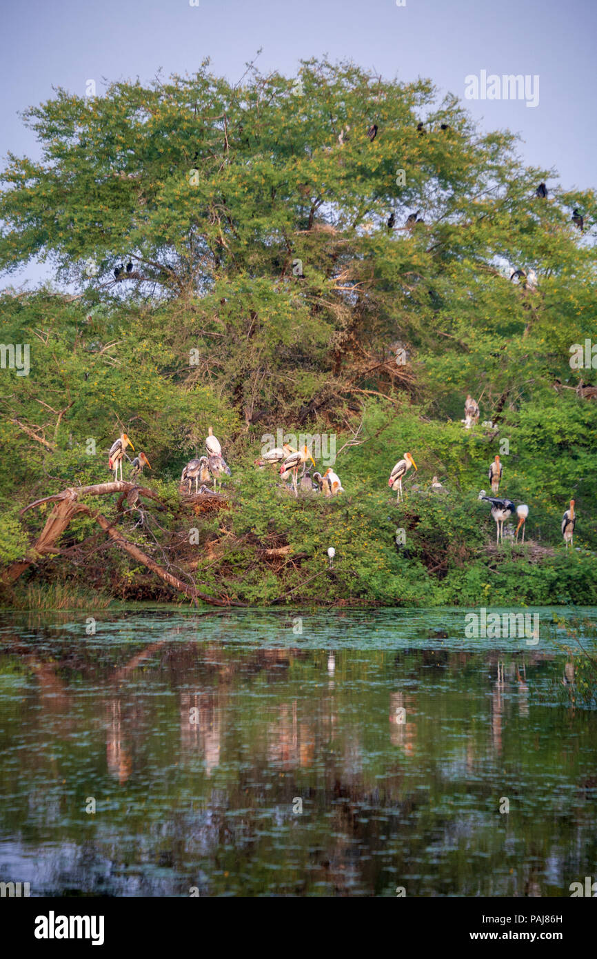 Painted Storks reflected in a lake in Keoladeo National Park, India Stock Photo