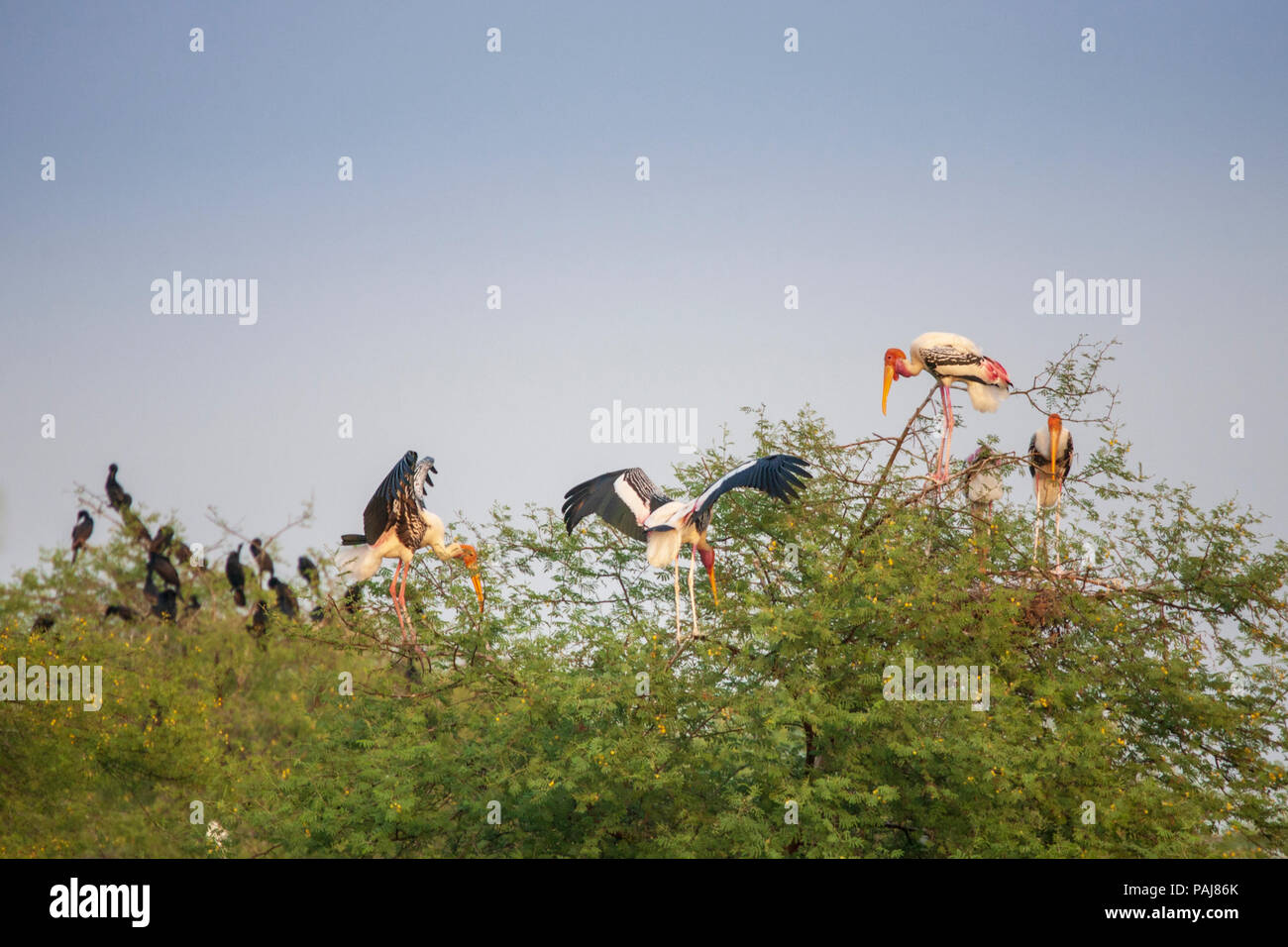 Painted Storks in Keoladeo National Park, India Stock Photo