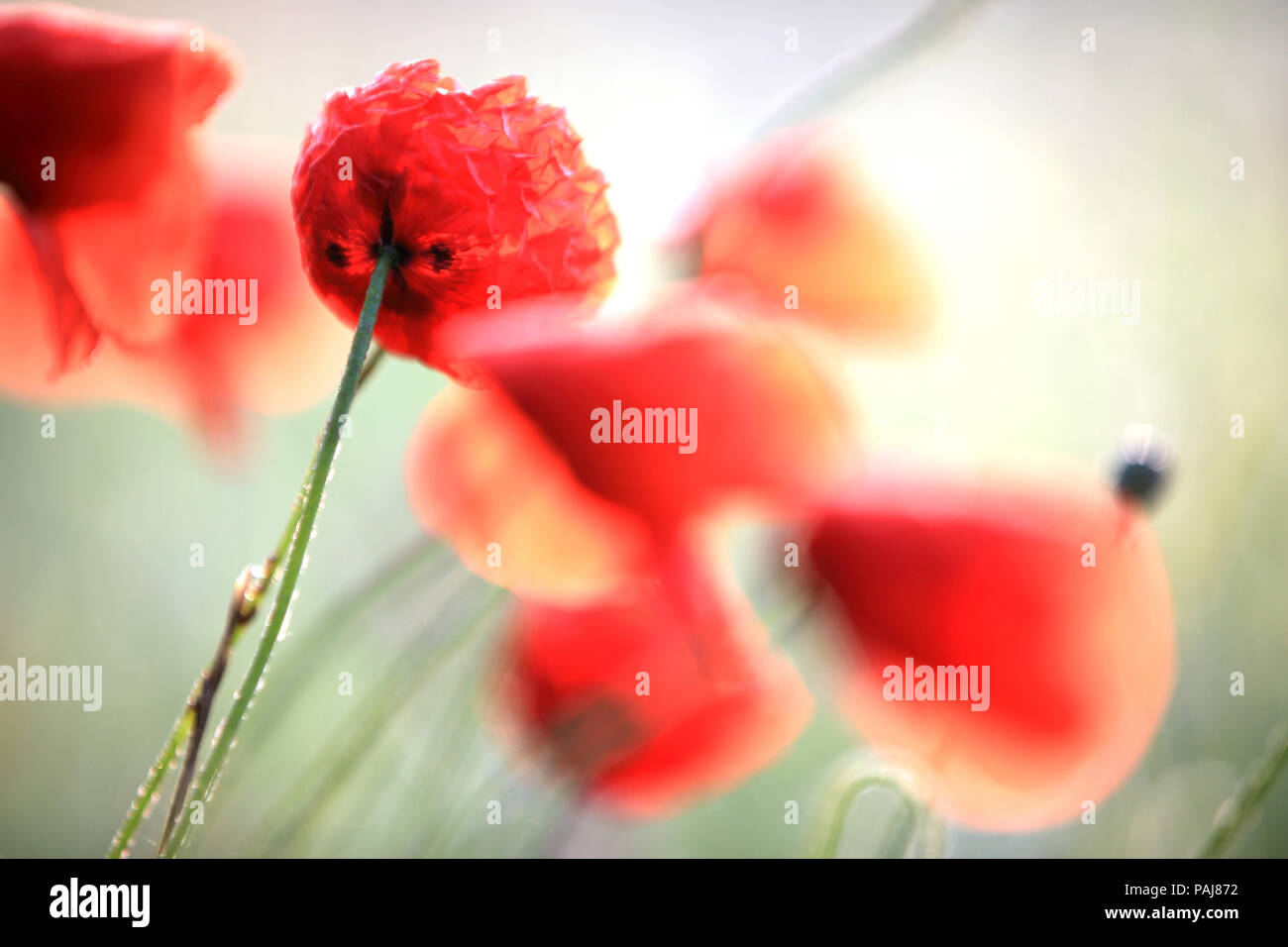 Summer poppy fields hi-res stock photography and images - Alamy