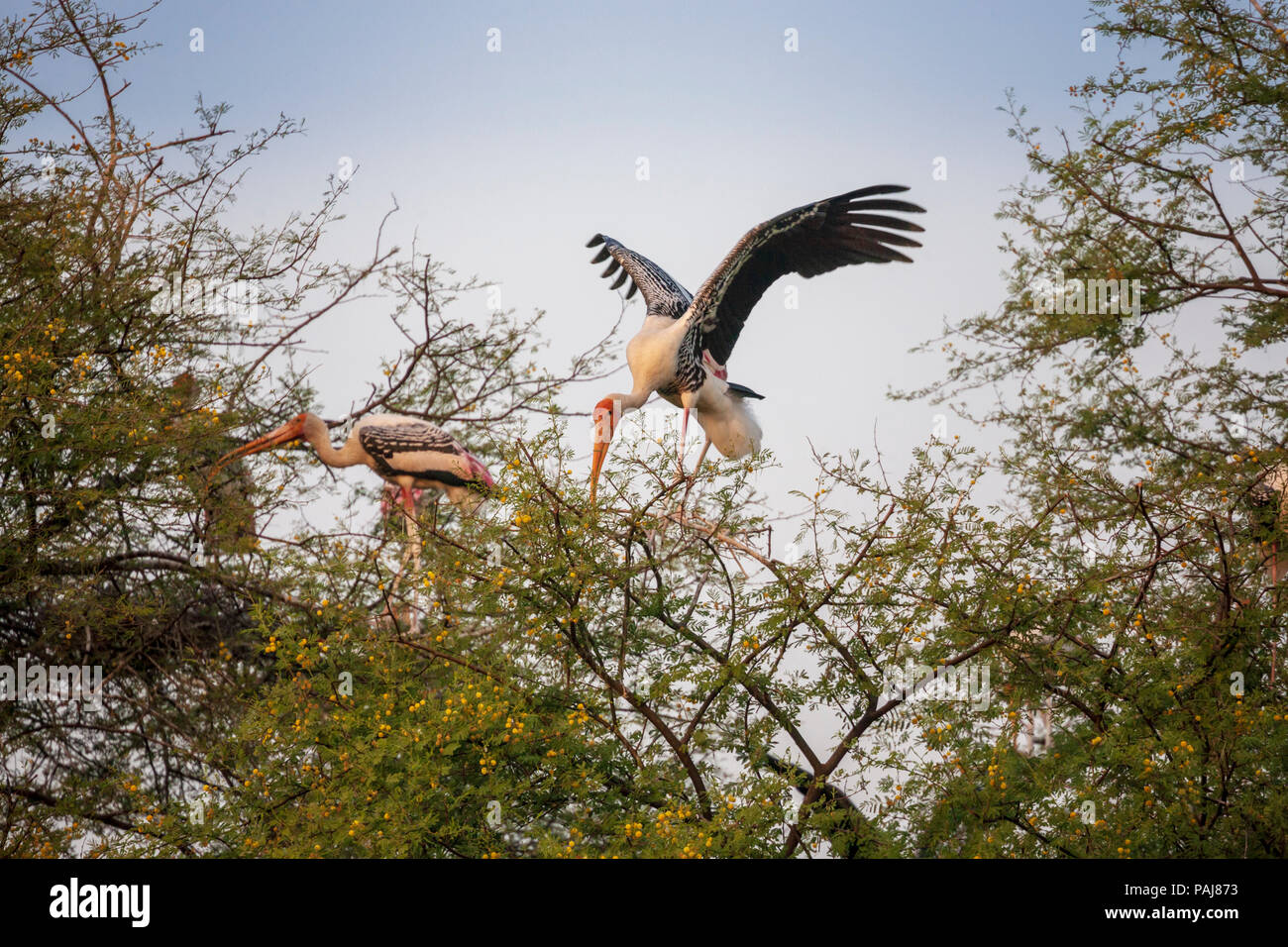 Painted Storks in Keoladeo National Park, India Stock Photo