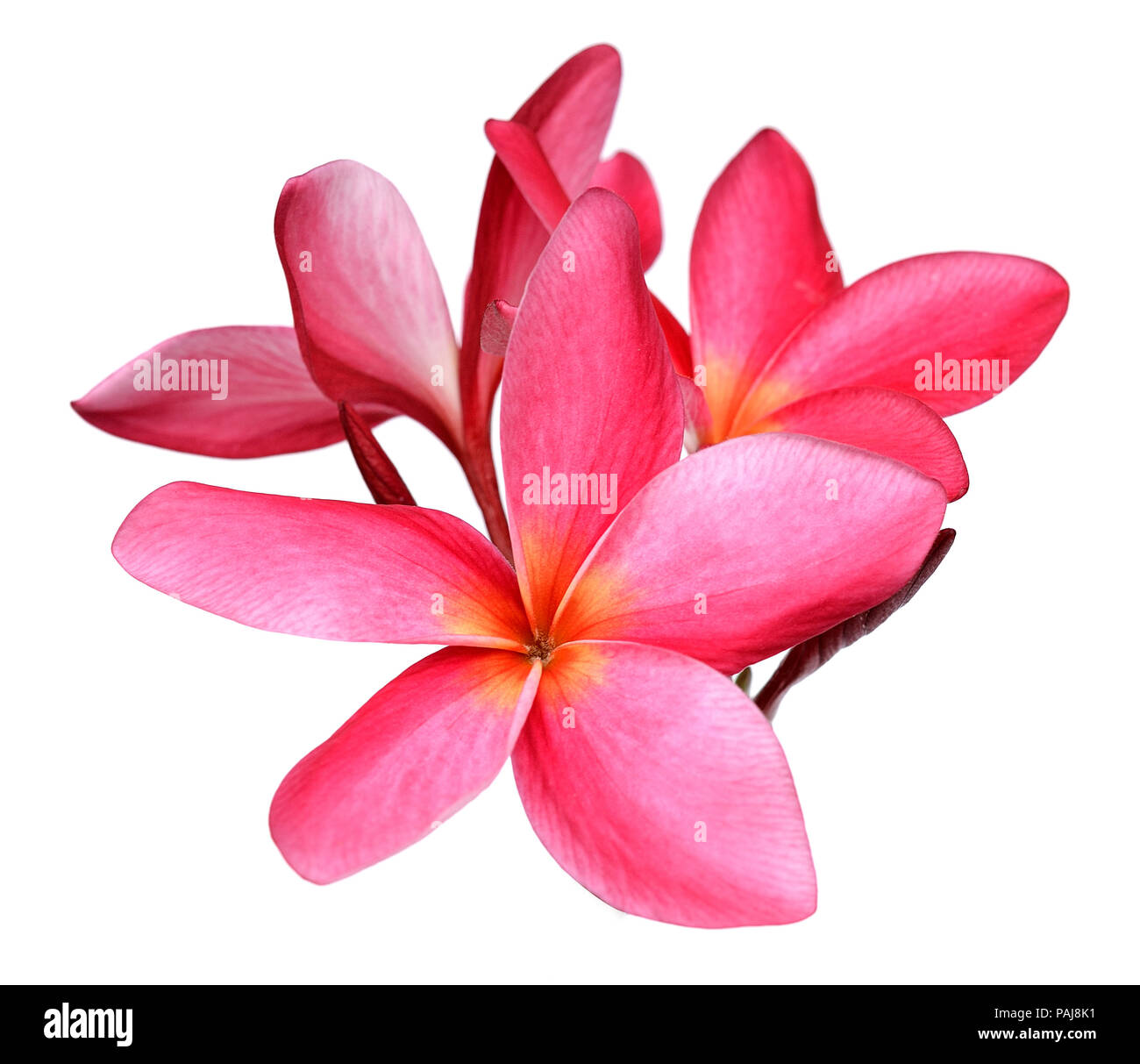 Frangipani flower isolated on white Stock Photo Alamy