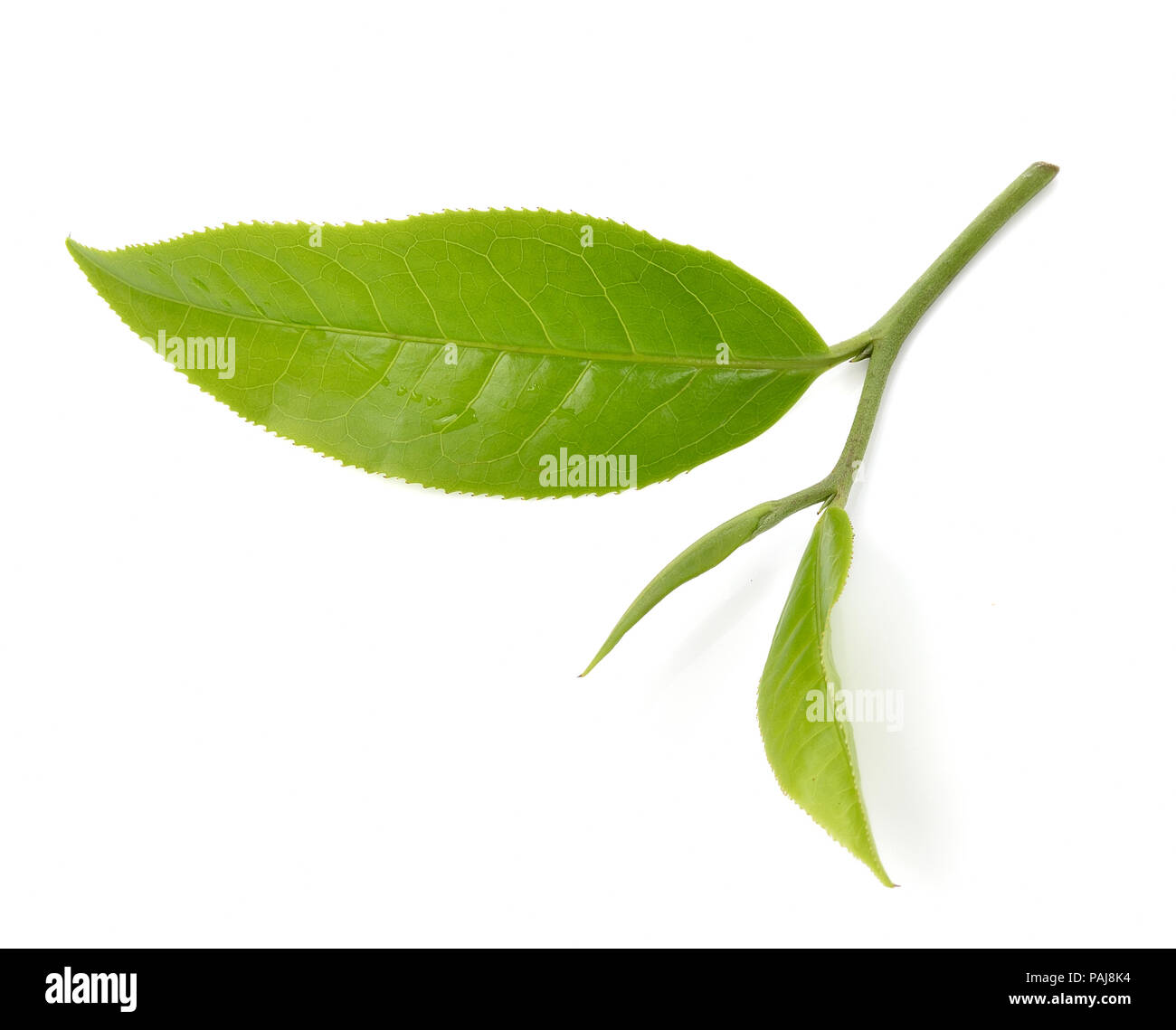 Green tea leaf isolated on white background Stock Photo Alamy