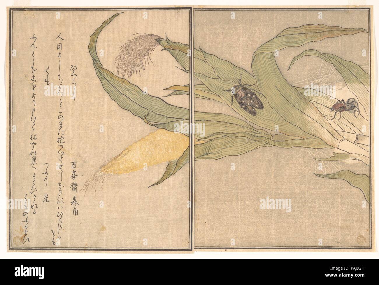 Evening Cicada, Higurashi; Spider, Kumo, from the Picture Book of Crawling Creatures (Ehon mushi erami). Artist: Kitagawa Utamaro (Japanese, ca. 1754-1806). Culture: Japan. Dimensions: 10 1/2 x 7 7/32 in. (26.7 x 18.4 cm). Date: 1788.  Ehon mushi erami (Picture Book of Crawling Creatures) is illustrated with fifteen designs of insects and other garden creatures by Utamaro. Published by Tsutaya Juzaburo , the poems were selected and introduced by a preface written by the poet and scholar Yadoya no Meshimori (Rokujuen; 1753-1830), who later became head of the influential Go-gawa poetry group. Se Stock Photo