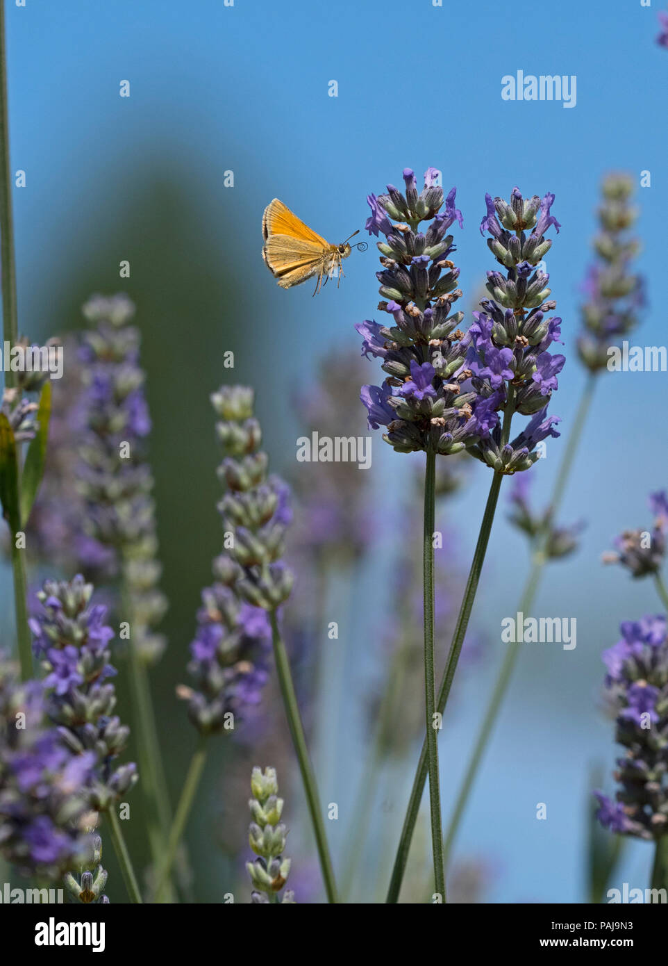 Small Skipper Thymelicus Sylvestris In Flight On Garden Lavender Stock