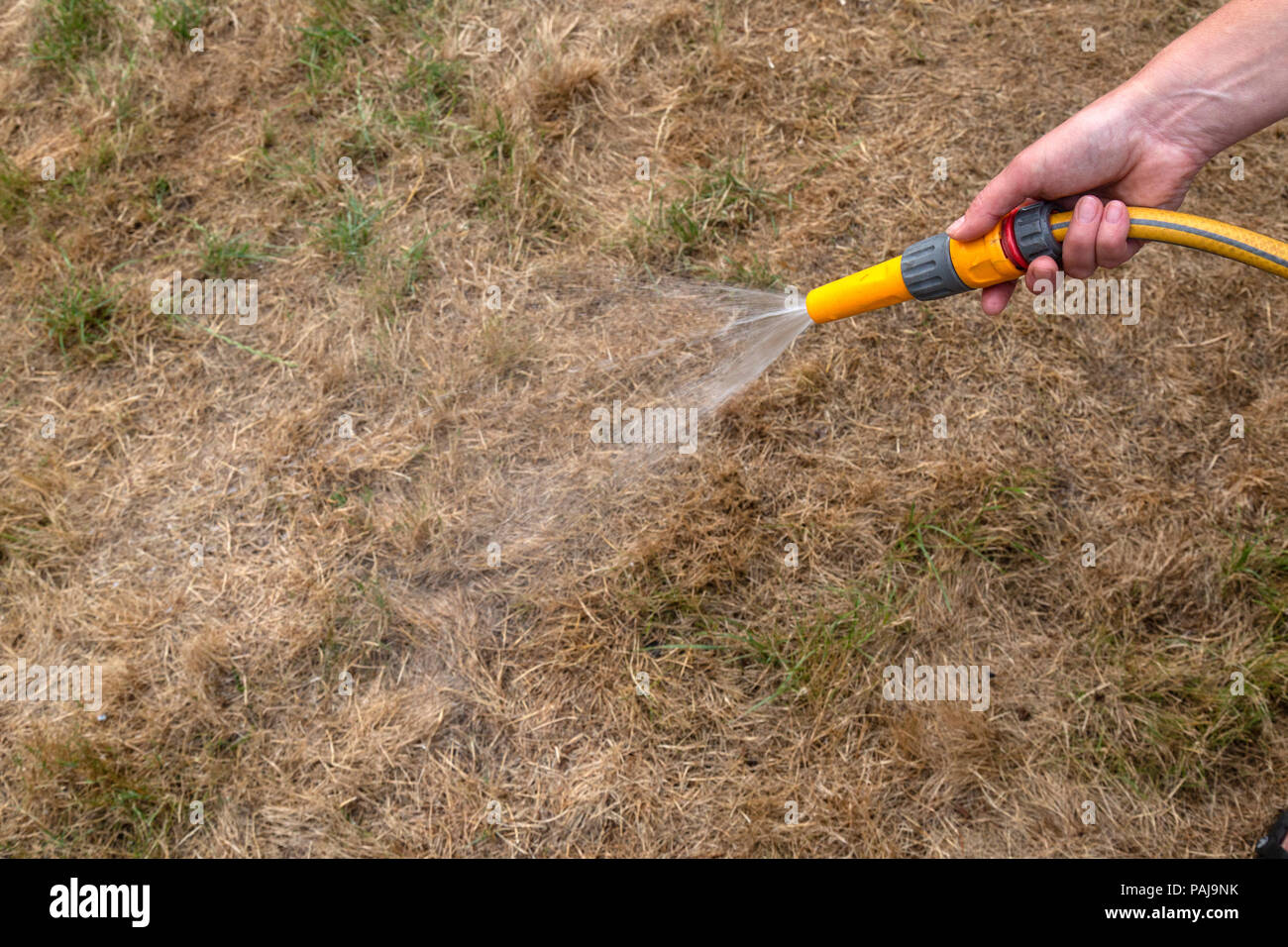 A garden hose pipe watering a dry, brown, area of grass lawn. Single hand in view. Stock Photo