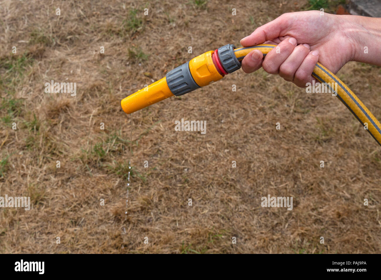 A garden hose pipe attempting to water a dry, brown, area of grass lawn, but only a few drops of water coming from hose. Single hand in view. Stock Photo