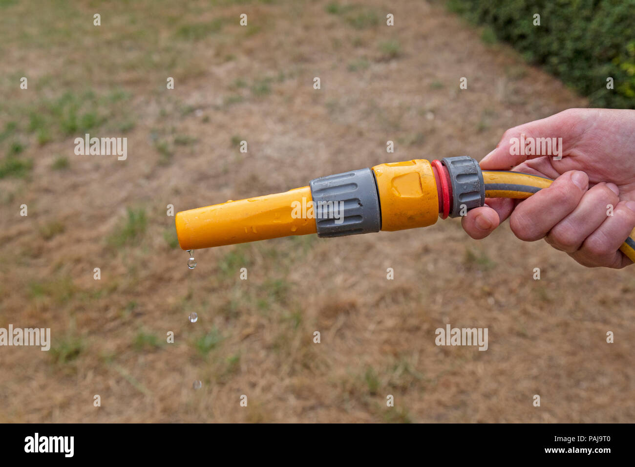 A garden hose pipe attempting to water a dry, brown, area of grass lawn, but only a few drops of water coming from hose. Single hand in view. Stock Photo