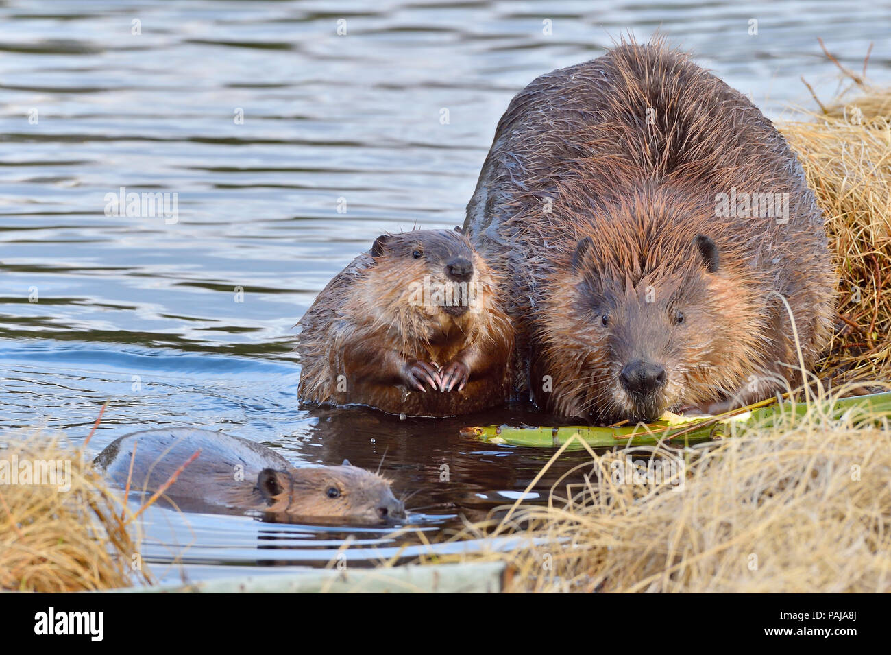 A mother beaver with her two kits (Castor Canadensis); foraging and feeding on the shore of Maxwell Lake in Hinton Alberta Canada Stock Photo