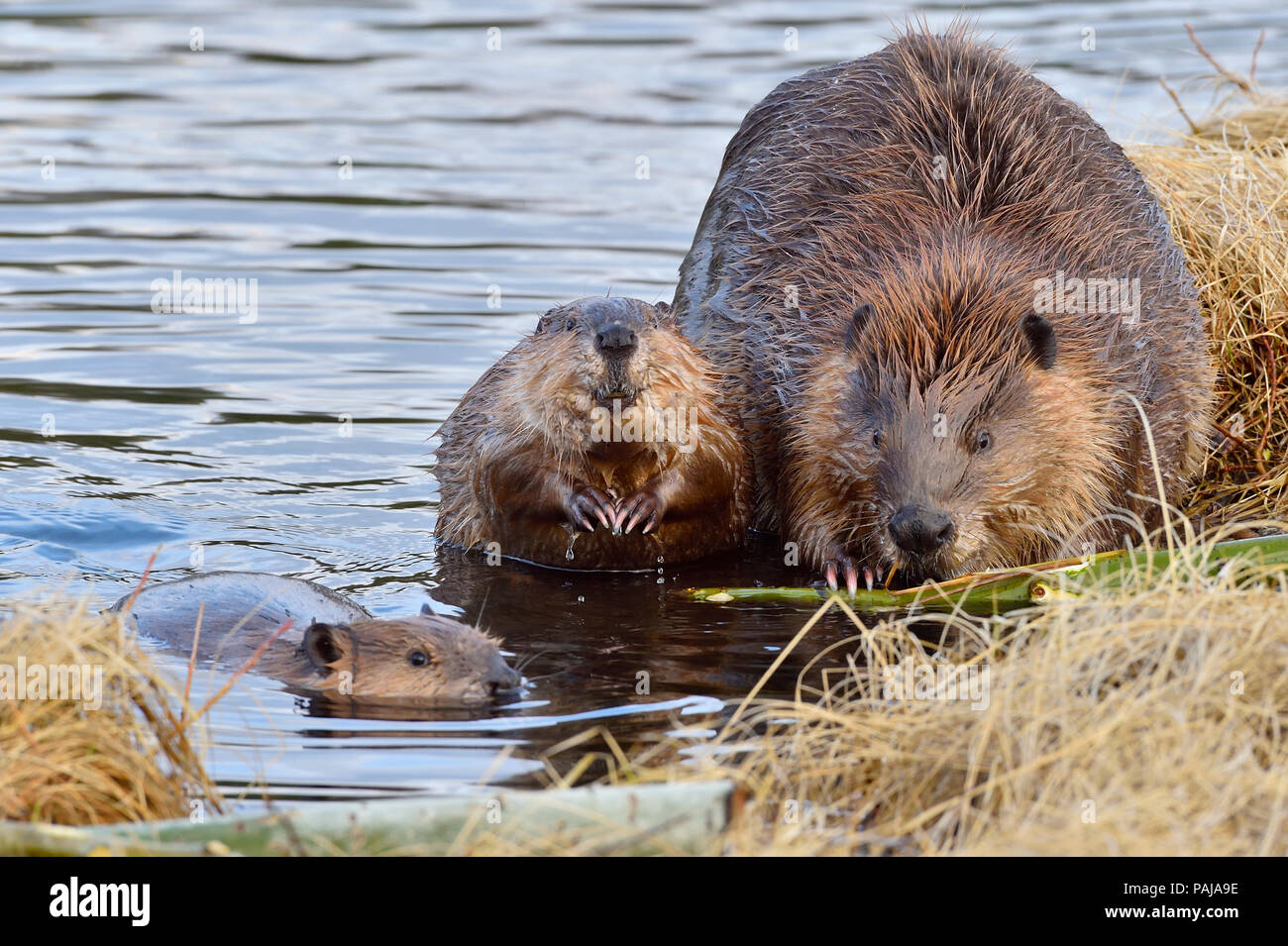 A mother beaver with her two kits (Castor Canadensis); foraging and feeding on the shore of Maxwell Lake in Hinton Alberta Canada Stock Photo