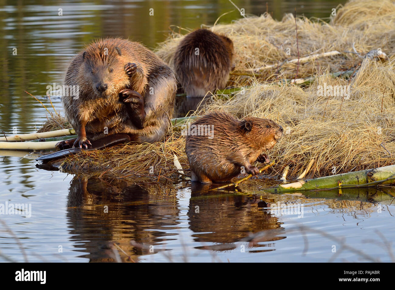 A mother beaver with her two kits (Castor Canadensis); foraging and feeding on the shore of Maxwell Lake in Hinton Alberta Canada Stock Photo