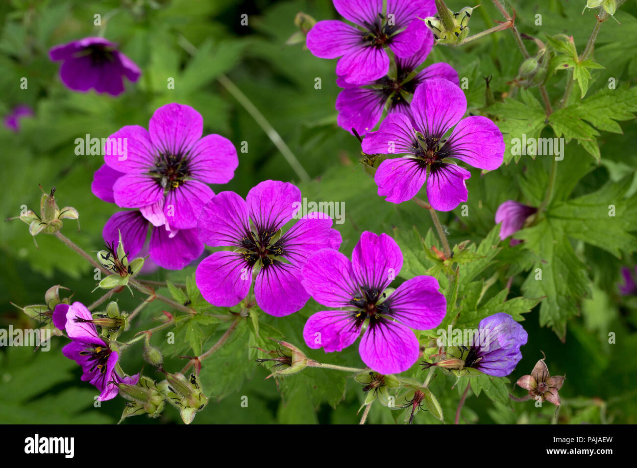 Geranium or cranesbill flowershowing nectar guides Threave Gardens