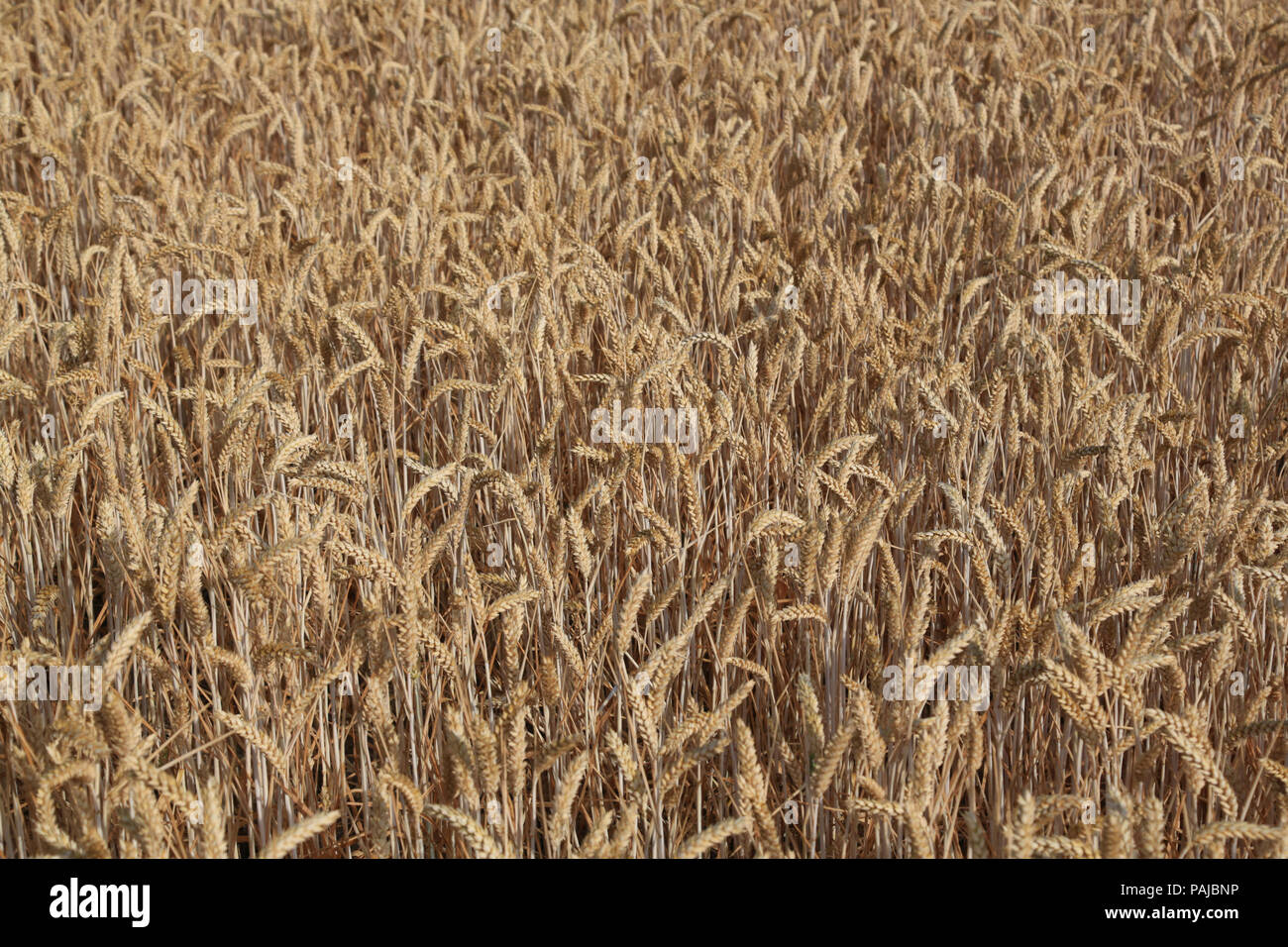 Cereal crop growing on an English farm, UK Stock Photo Alamy