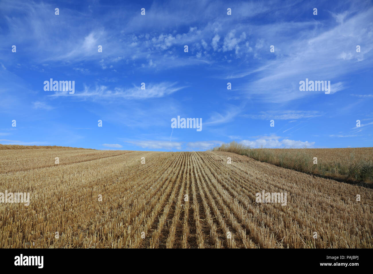Field of stubble left after the harvest of cereal crops in UK Stock ...