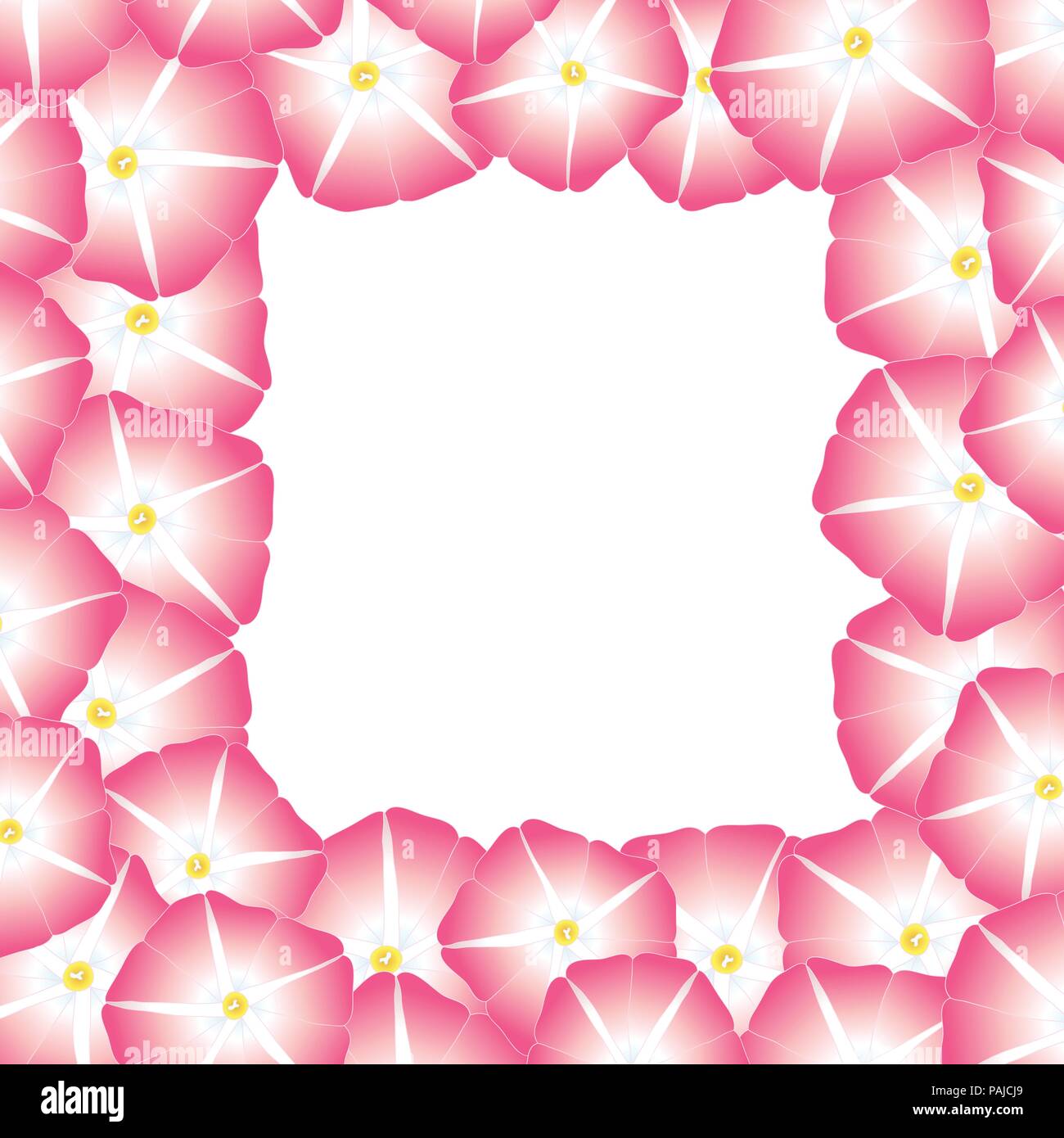 Pink Morning Glory Flower Border. Vector Illustration Stock Vector Image & Art Alamy