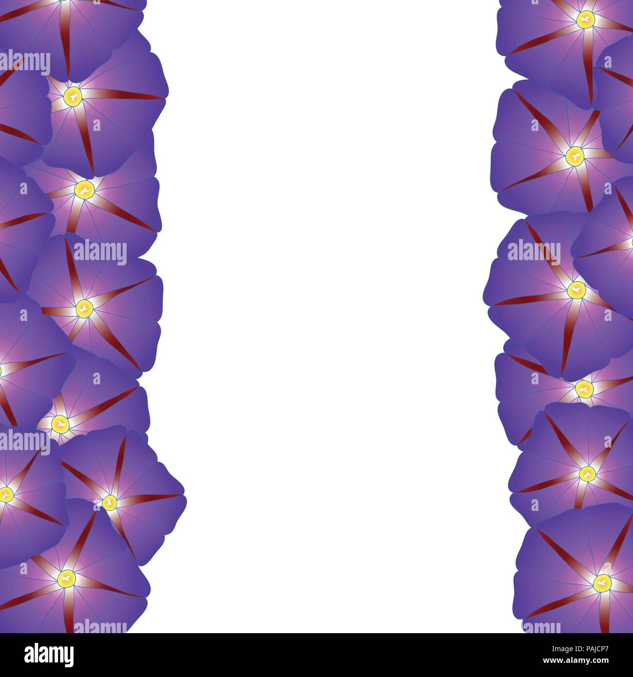 Purple Morning Glory Flower Border. Vector Illustration Stock Vector Image & Art Alamy