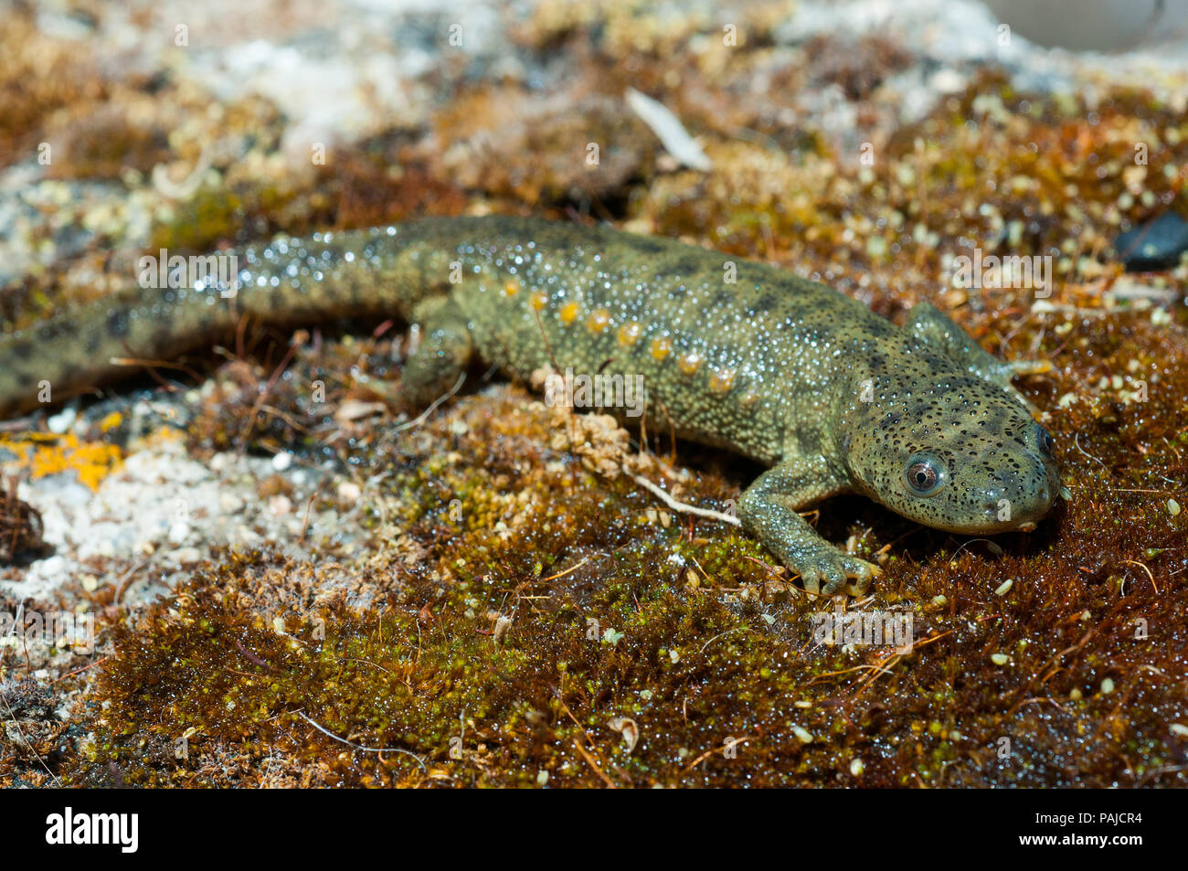 Spanish ribbed newt (Pleurodeles waltl) Stock Photo