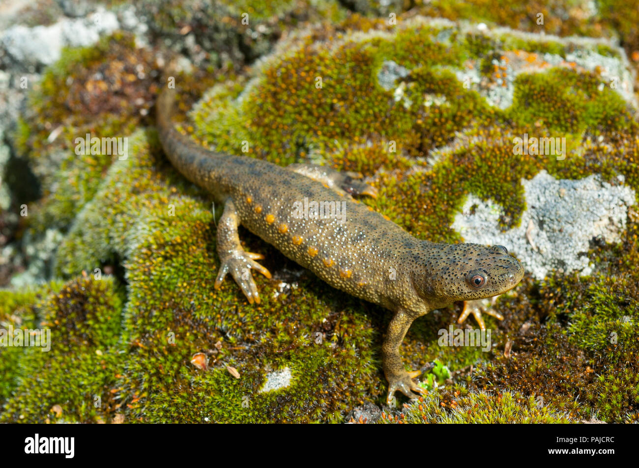 Spanish ribbed newt (Pleurodeles waltl) Stock Photo