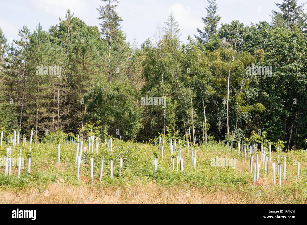 New tree planting in a British forest, Britain, UK Stock Photo