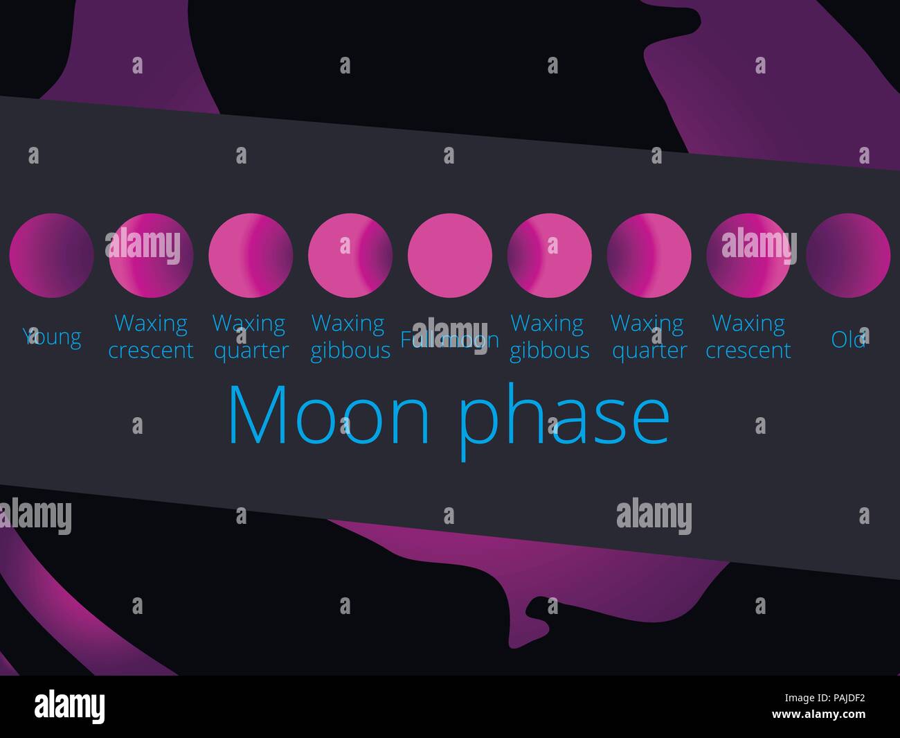 Phases of the moon, from the crescent to full moon. Purple color