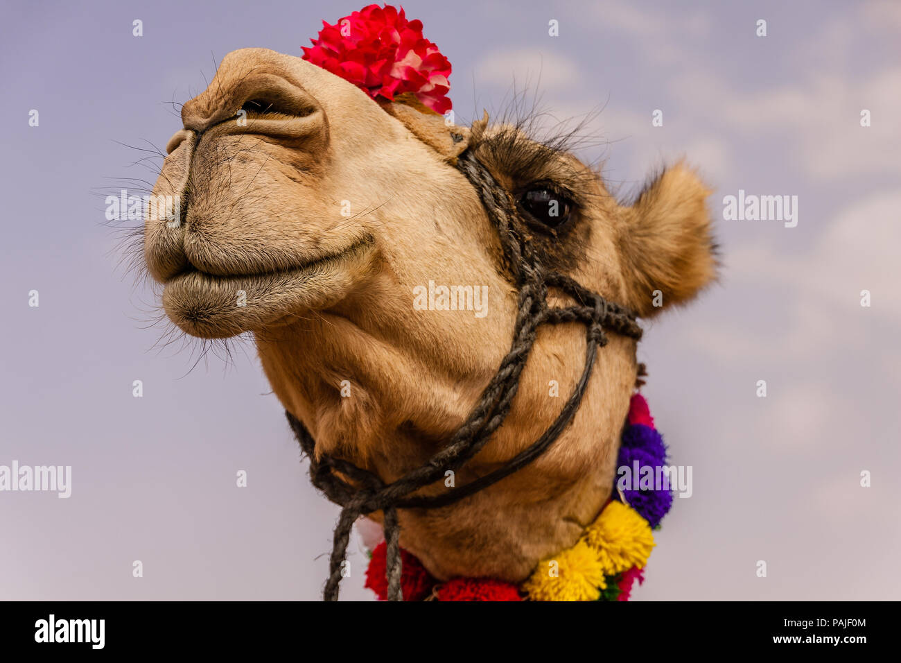 Camel Lips High Resolution Stock Photography And Images Alamy