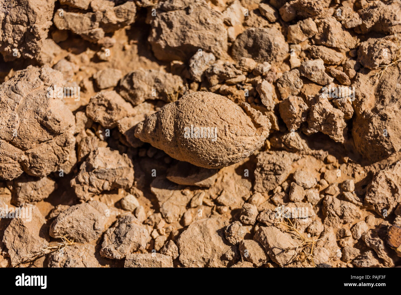 Fossilized sea snail shell in the desert near Riyadh Stock Photo