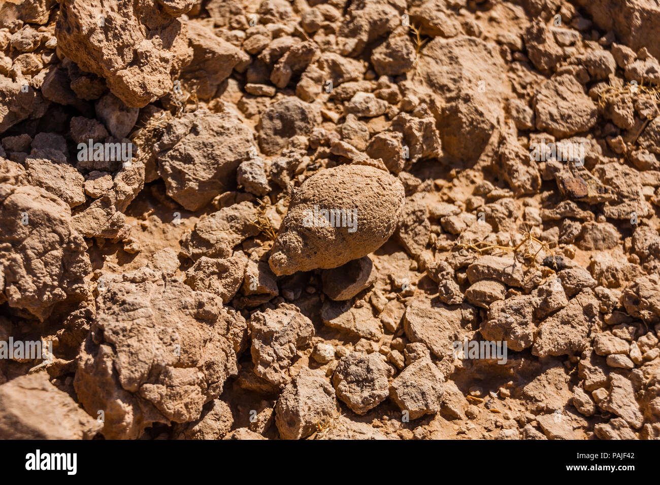 Fossilized snail shell in the desert near Riyadh Stock Photo