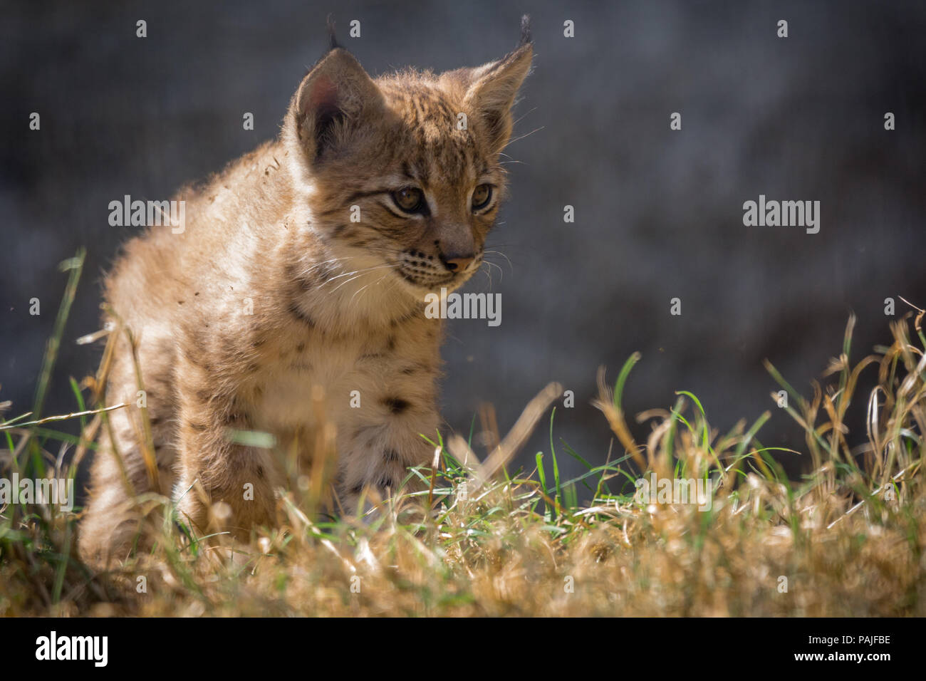 Playful baby Lynx on the prowl Stock Photo