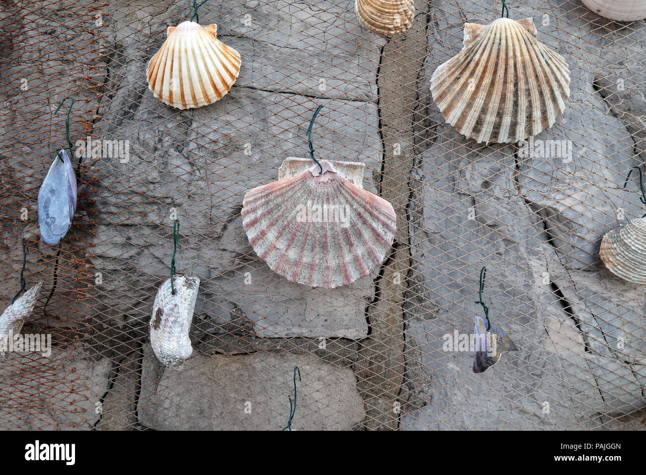 Fishing net decorated with seashell, exposed as decoration in front of ...