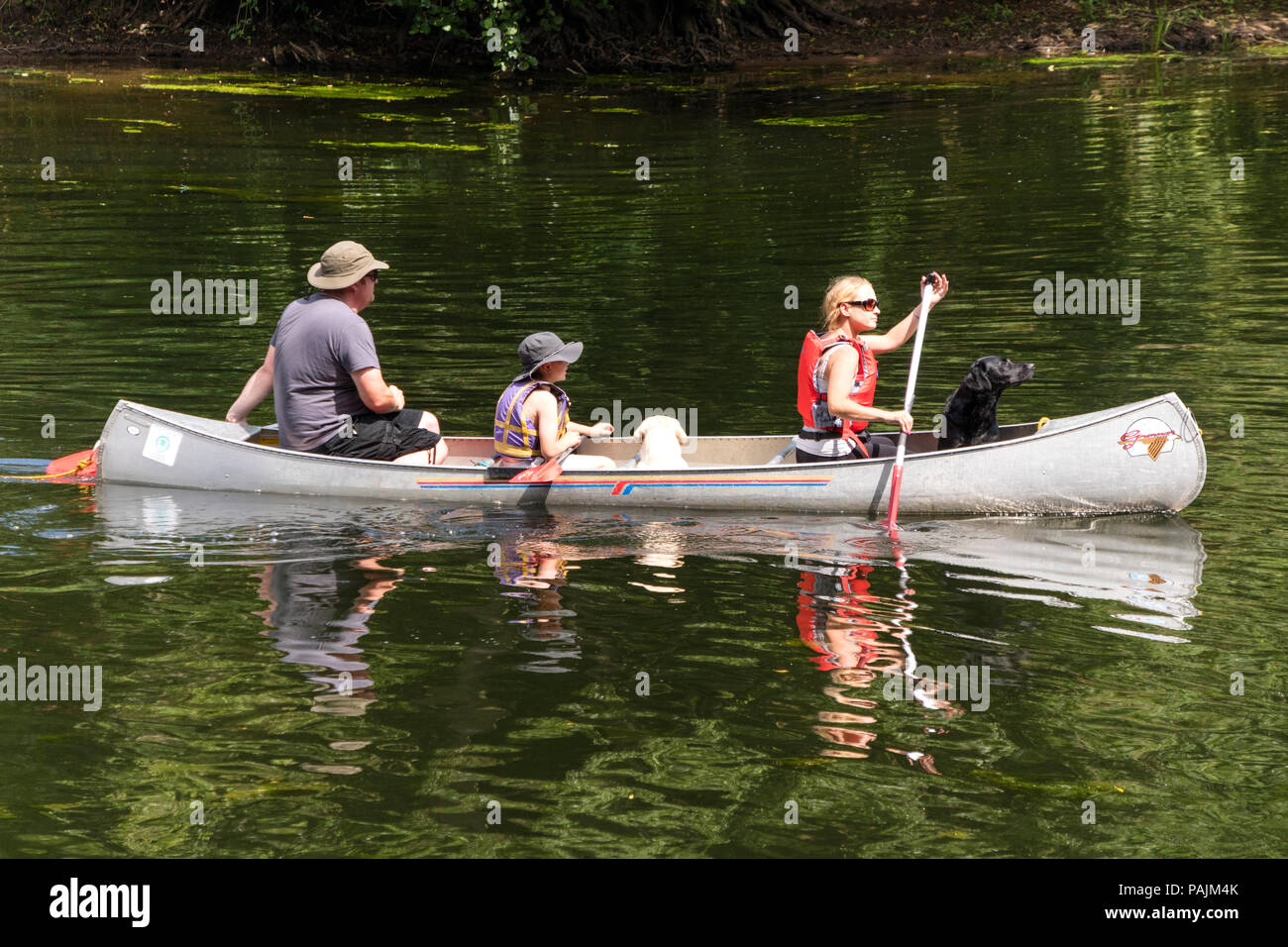 Family canoeing with pet dogs on the River Wye, Herefordshire, England, UK Stock Photo