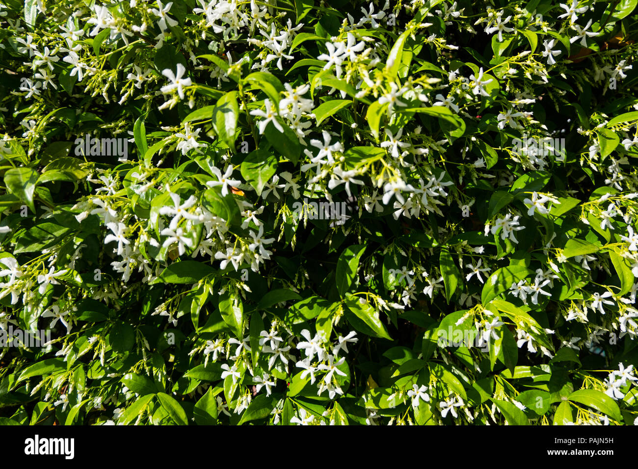 Jasmine flower wall wallpaper Stock Photo Alamy