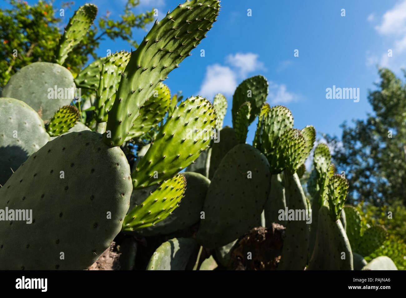 Opuntia ficus-indica is also known as Prickly Pear, Indian Fig or Mission  Cactus. Nature wallpaper background Stock Photo - Alamy